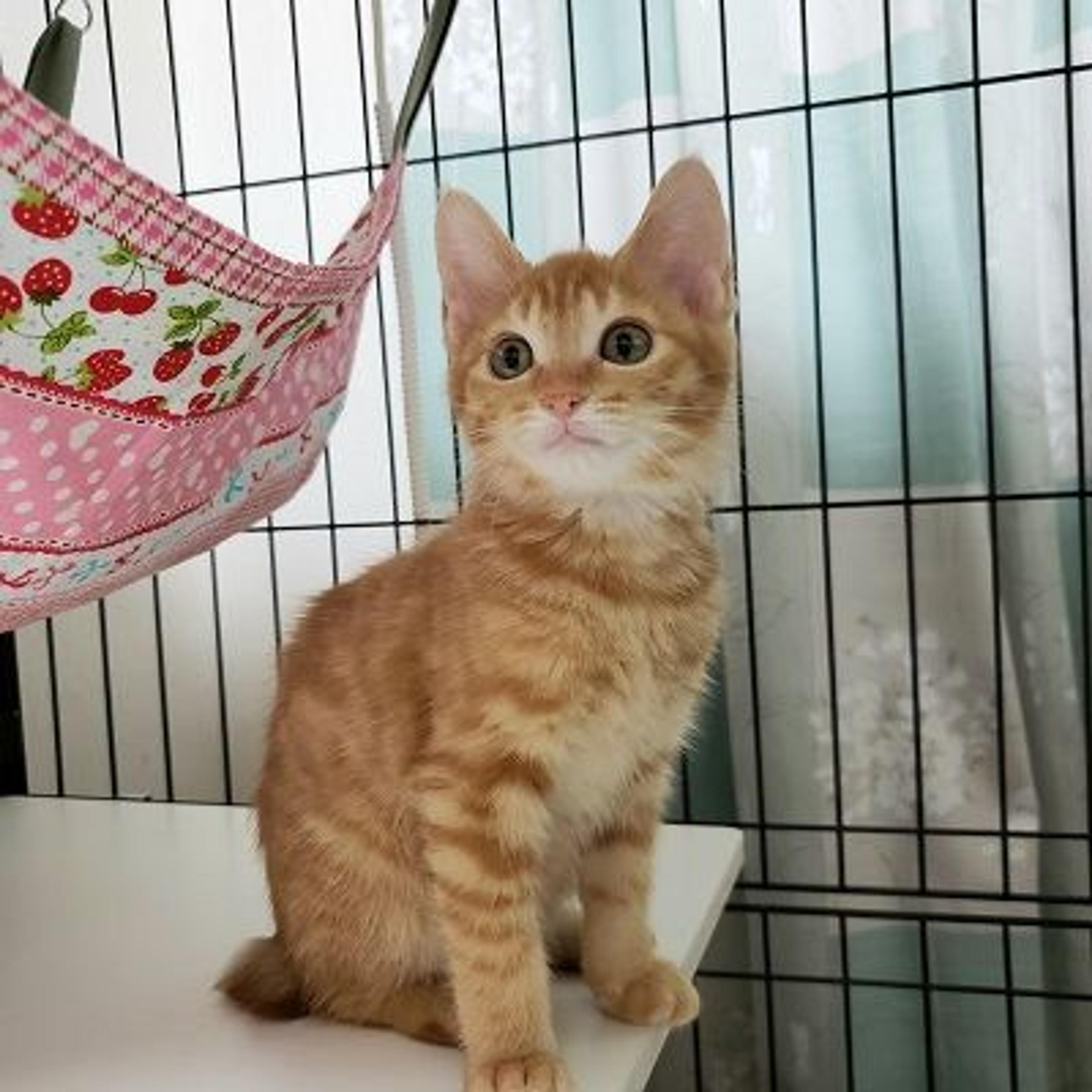 pet-image-2