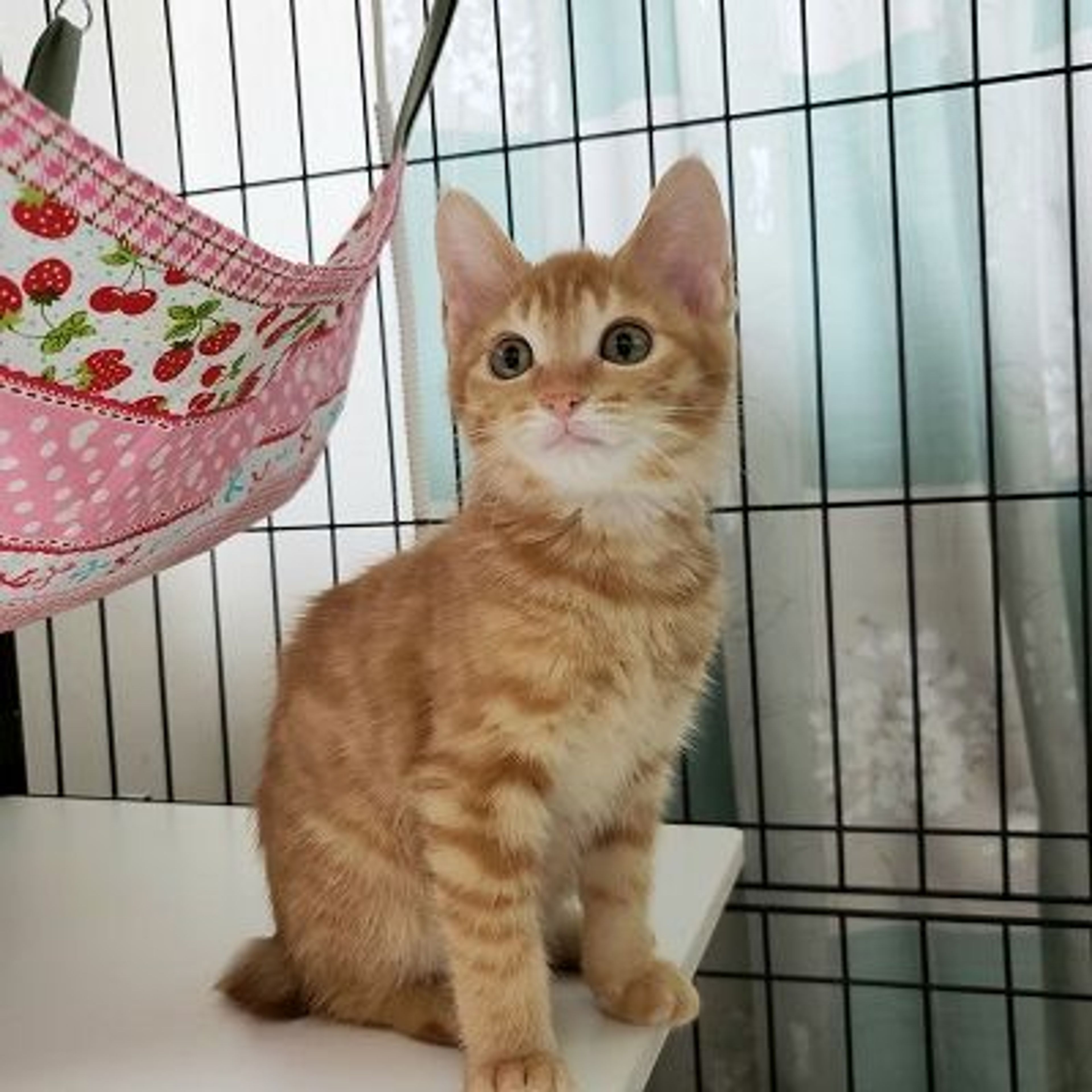 pet-image-2
