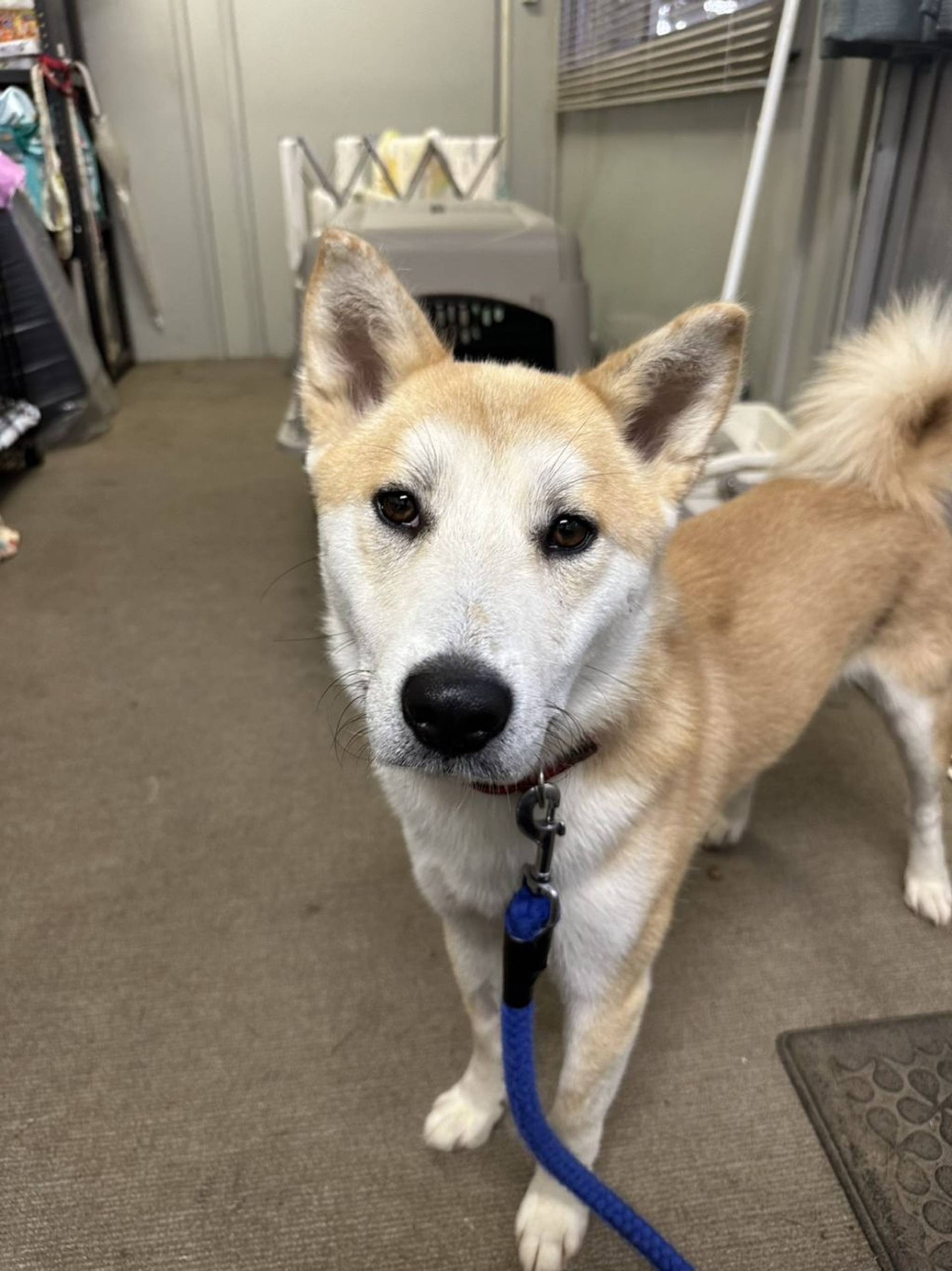 雑種（ミックス犬）・オスの里親募集の写真