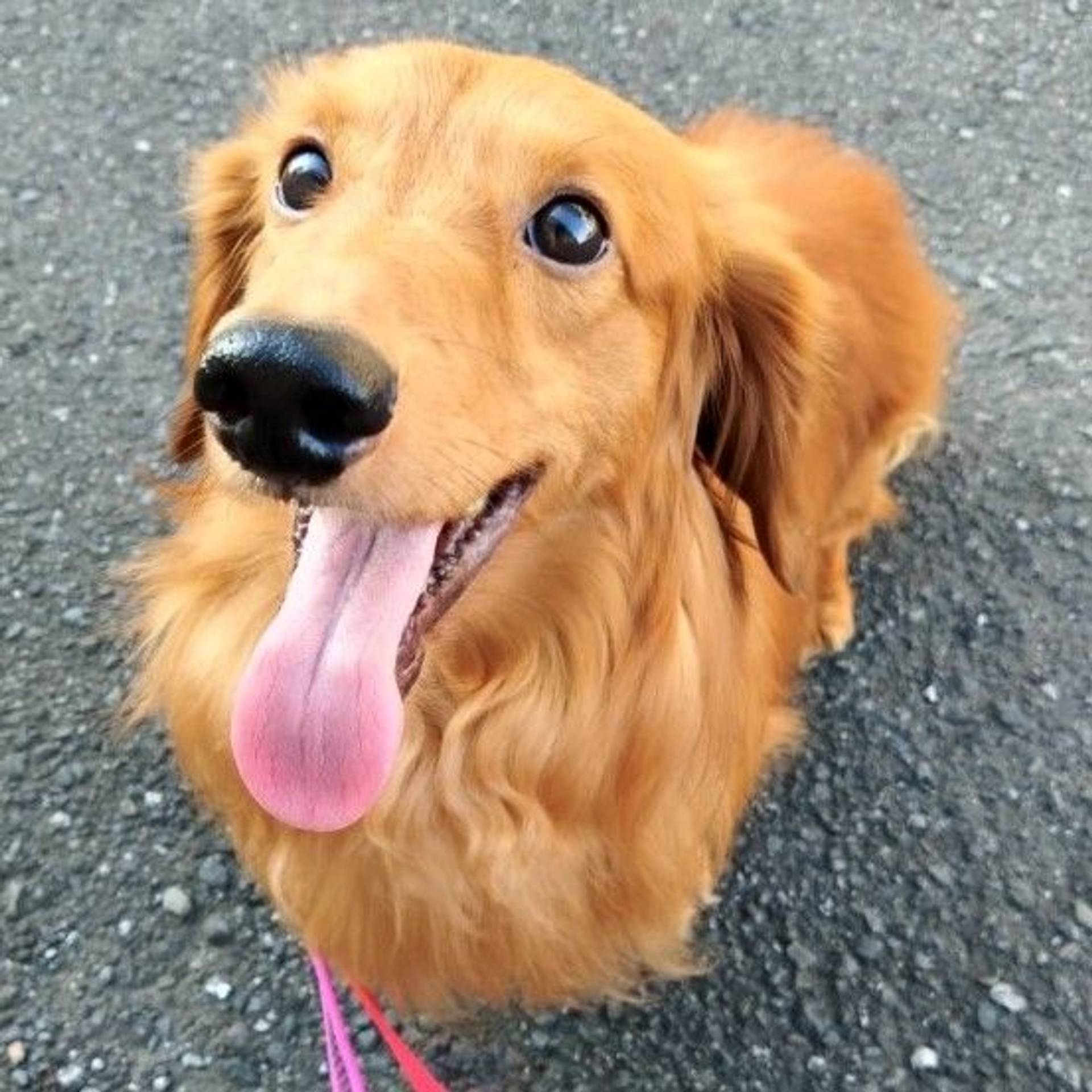 ミニチュア・ダックスフンド・オスの里親募集の写真