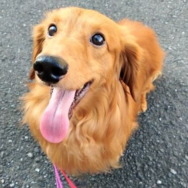 リクの写真