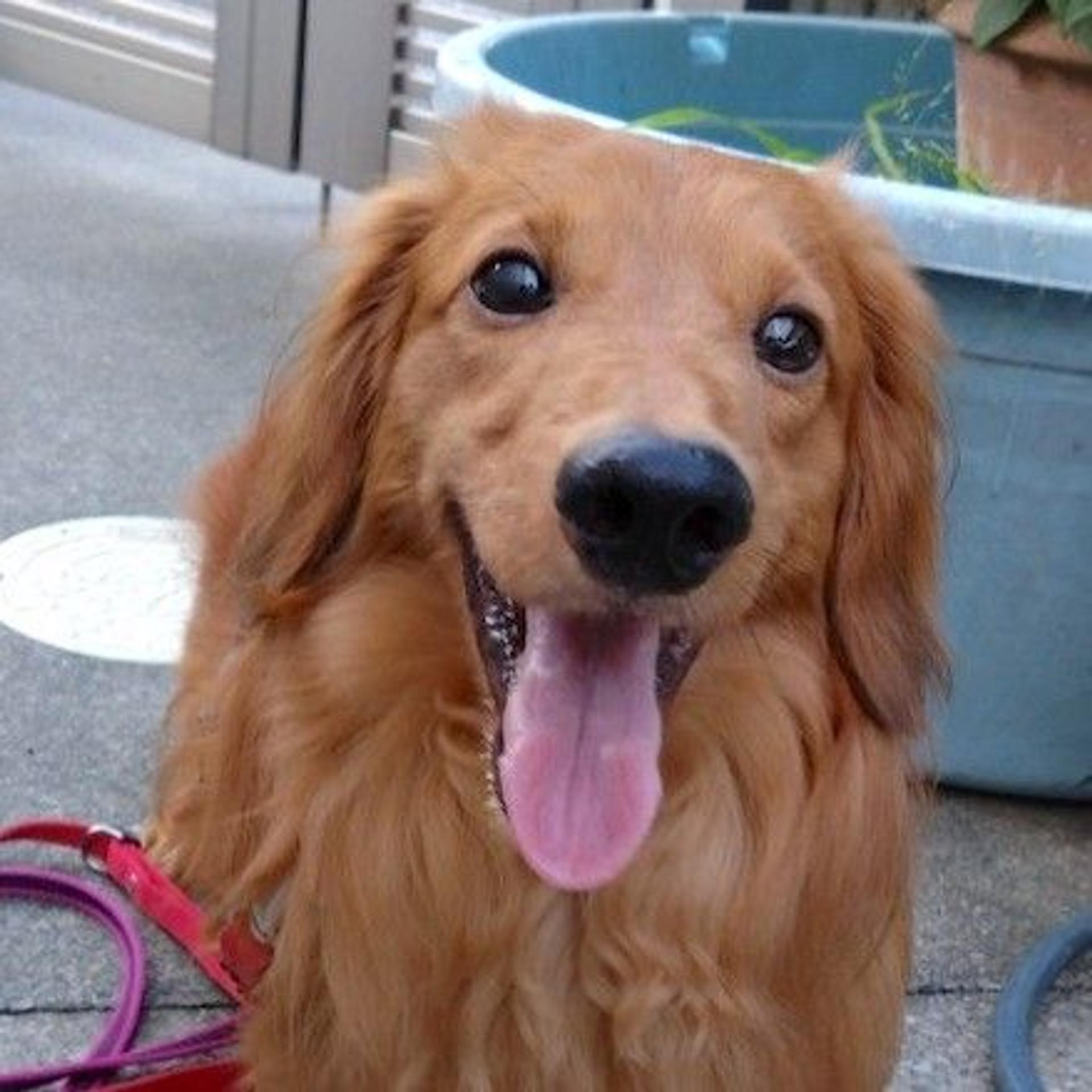 pet-image-4