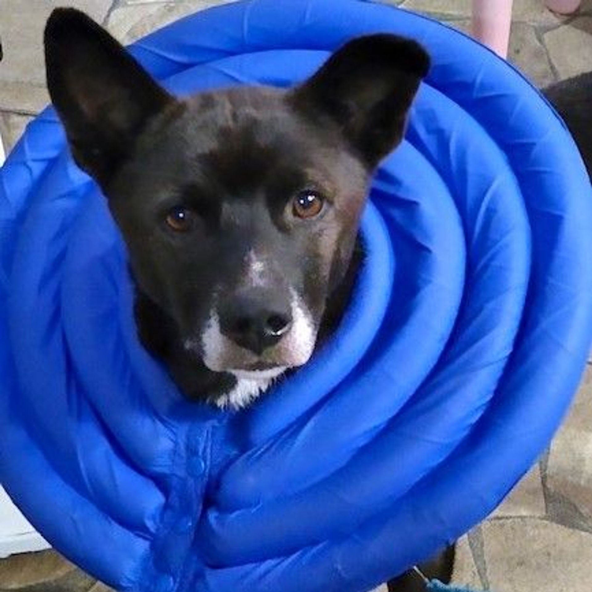 雑種（ミックス犬）・オスの里親募集の写真
