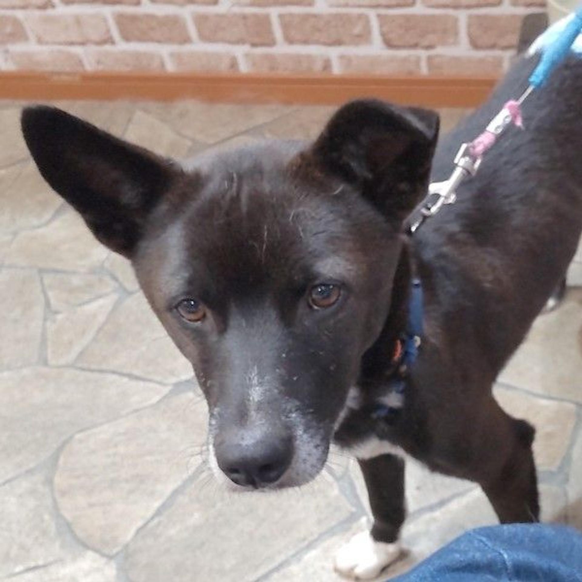 pet-image-3