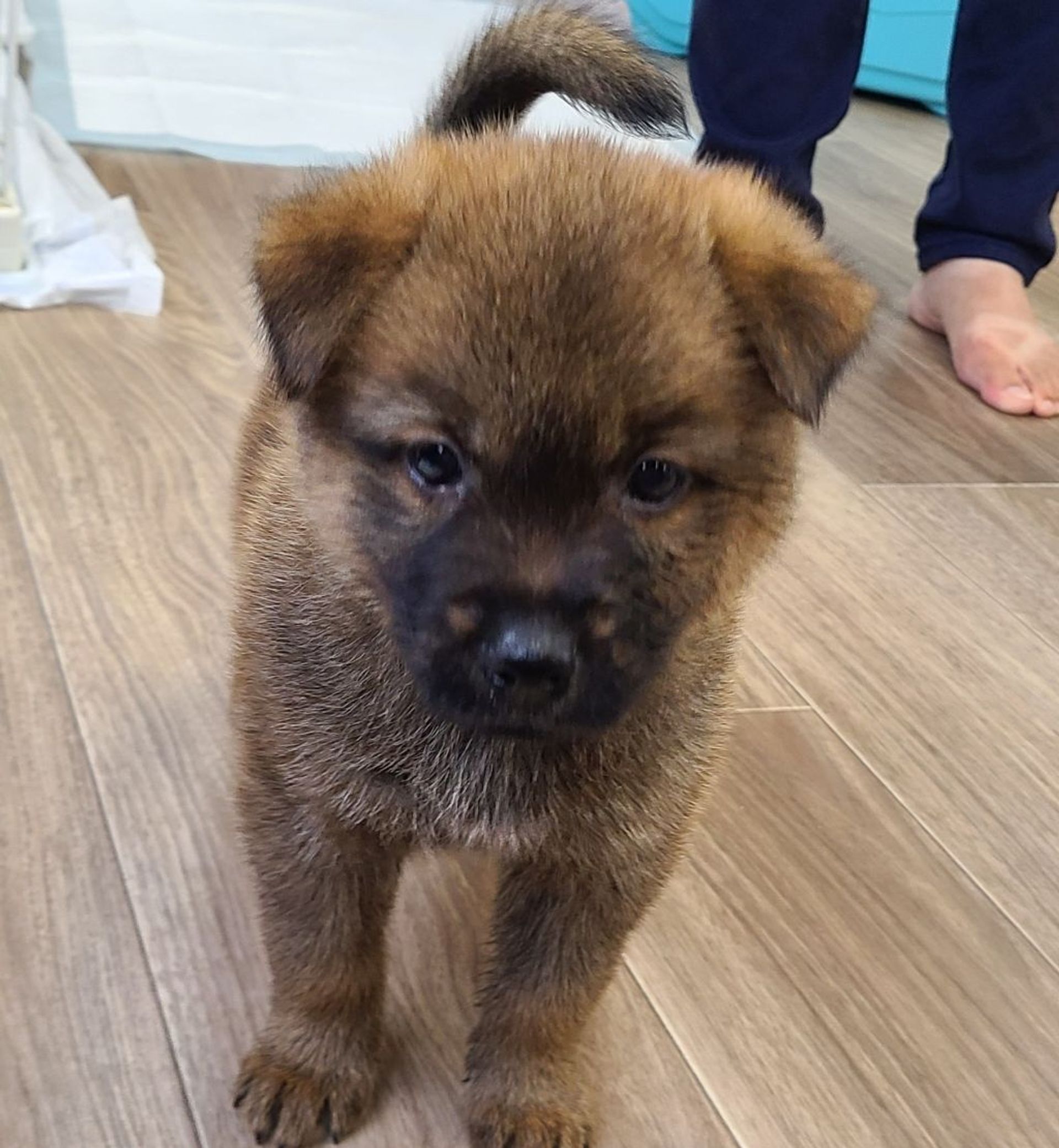 雑種（ミックス犬）・オスの里親募集の写真