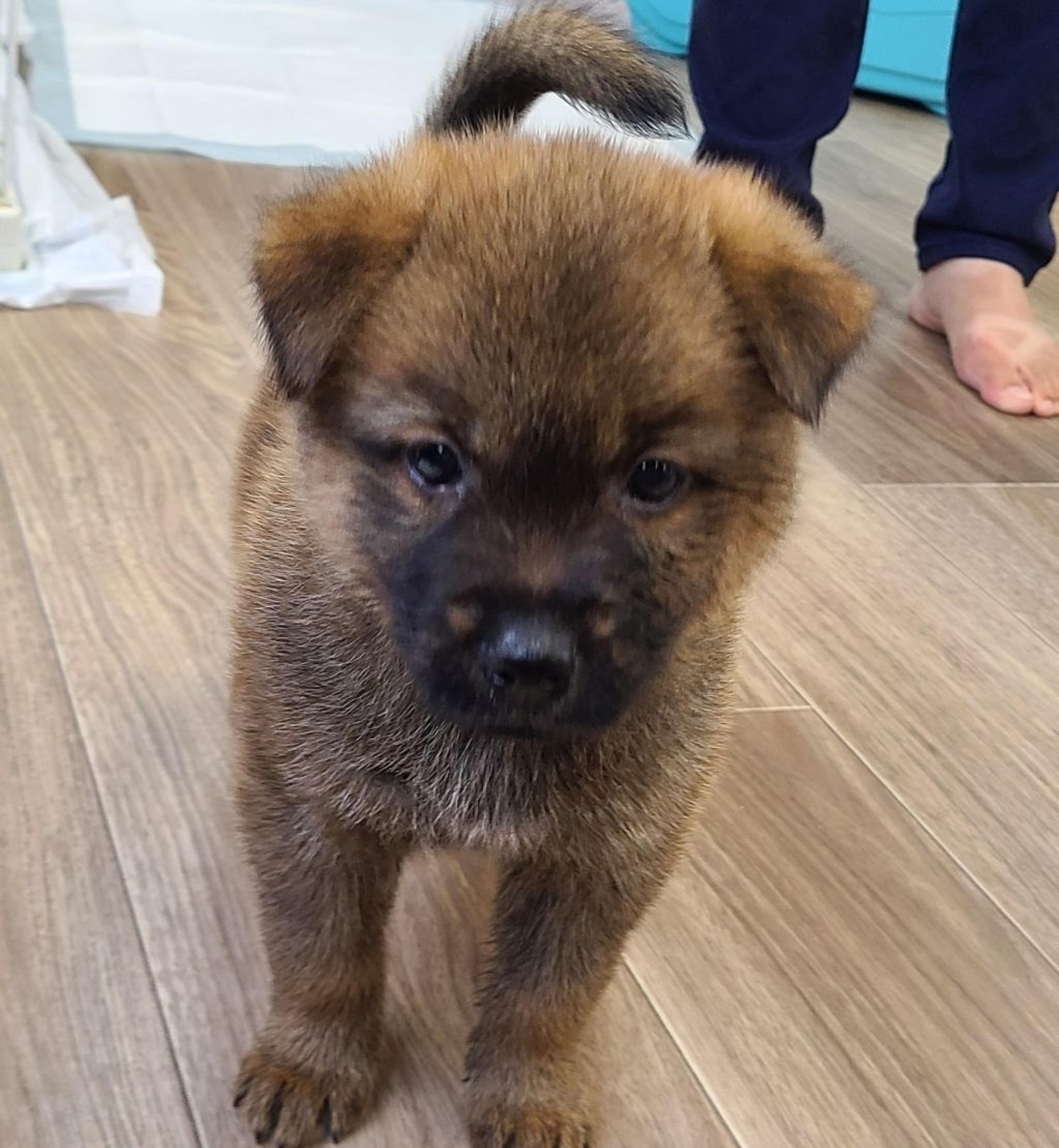 pet-image-2