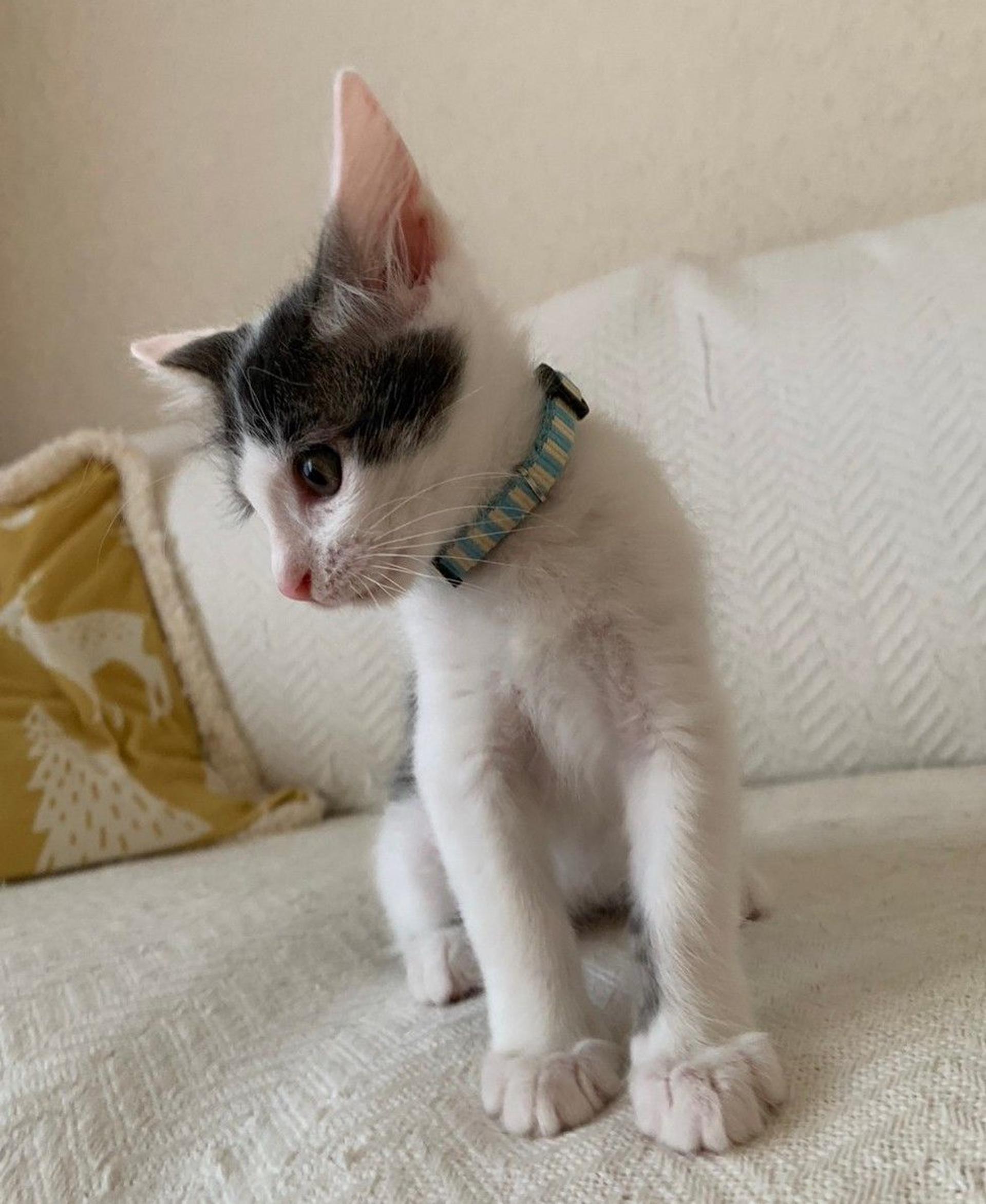pet-image-5