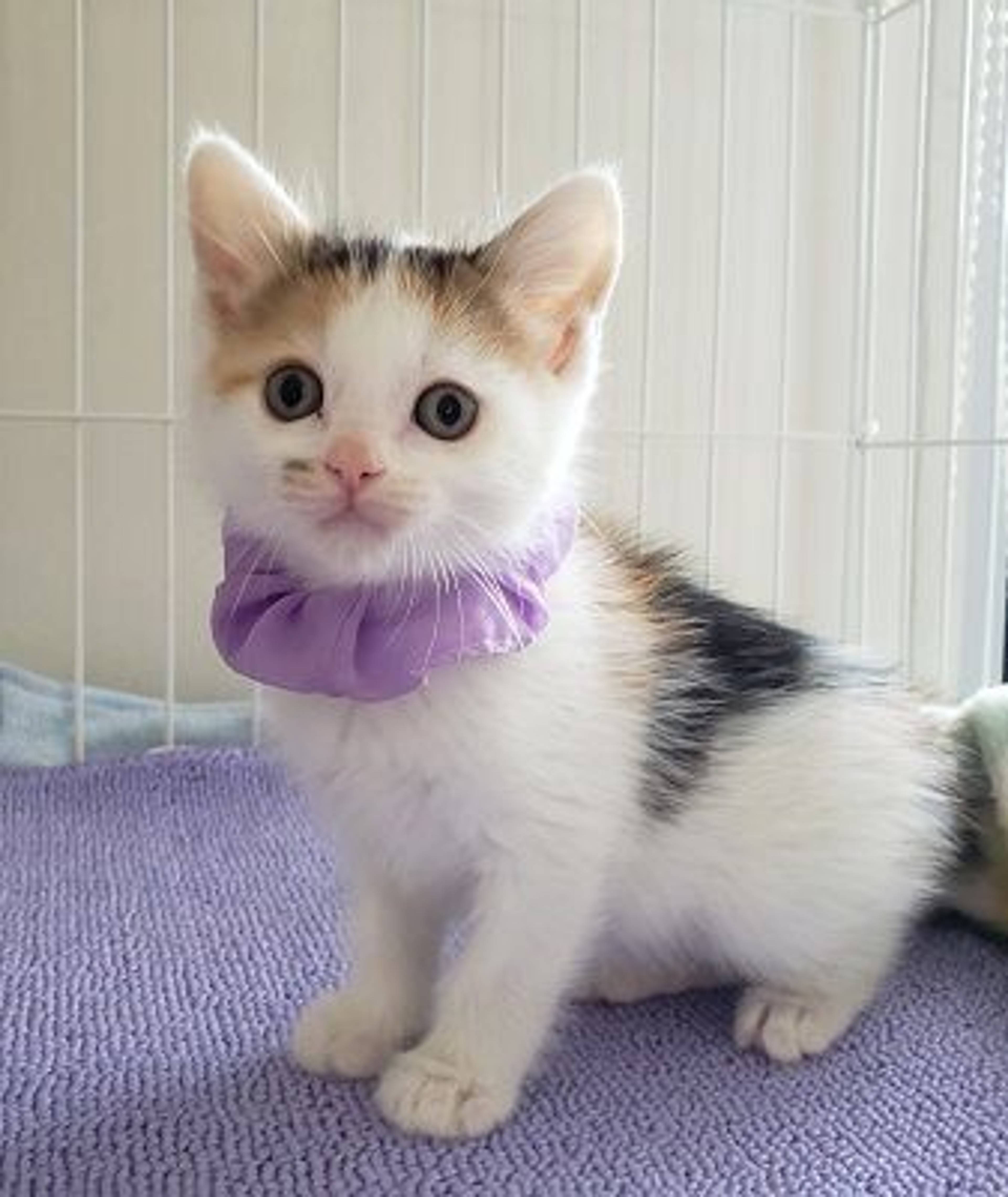 雑種（ミックス猫）・メスの里親募集の写真