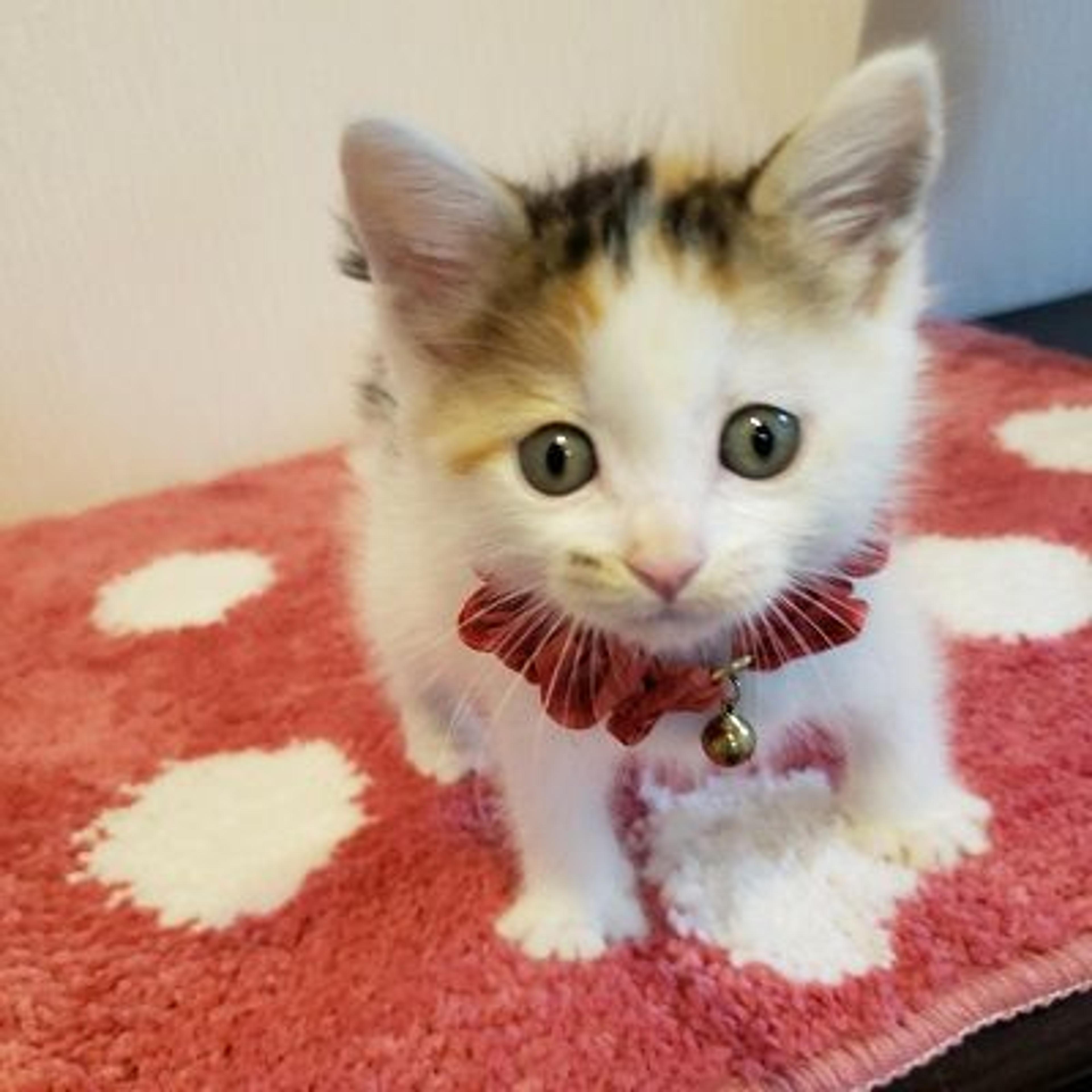 pet-image-2