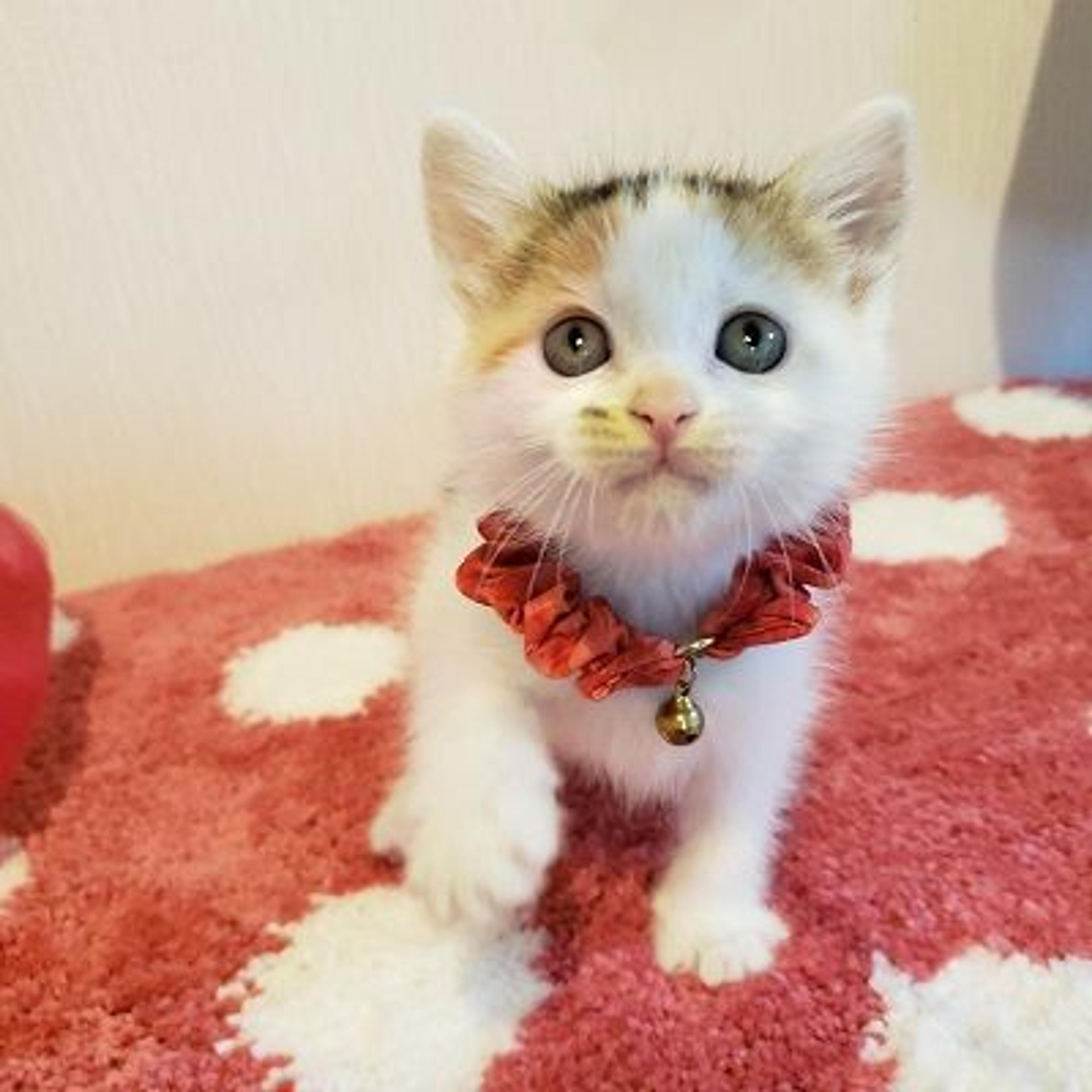 pet-image-3