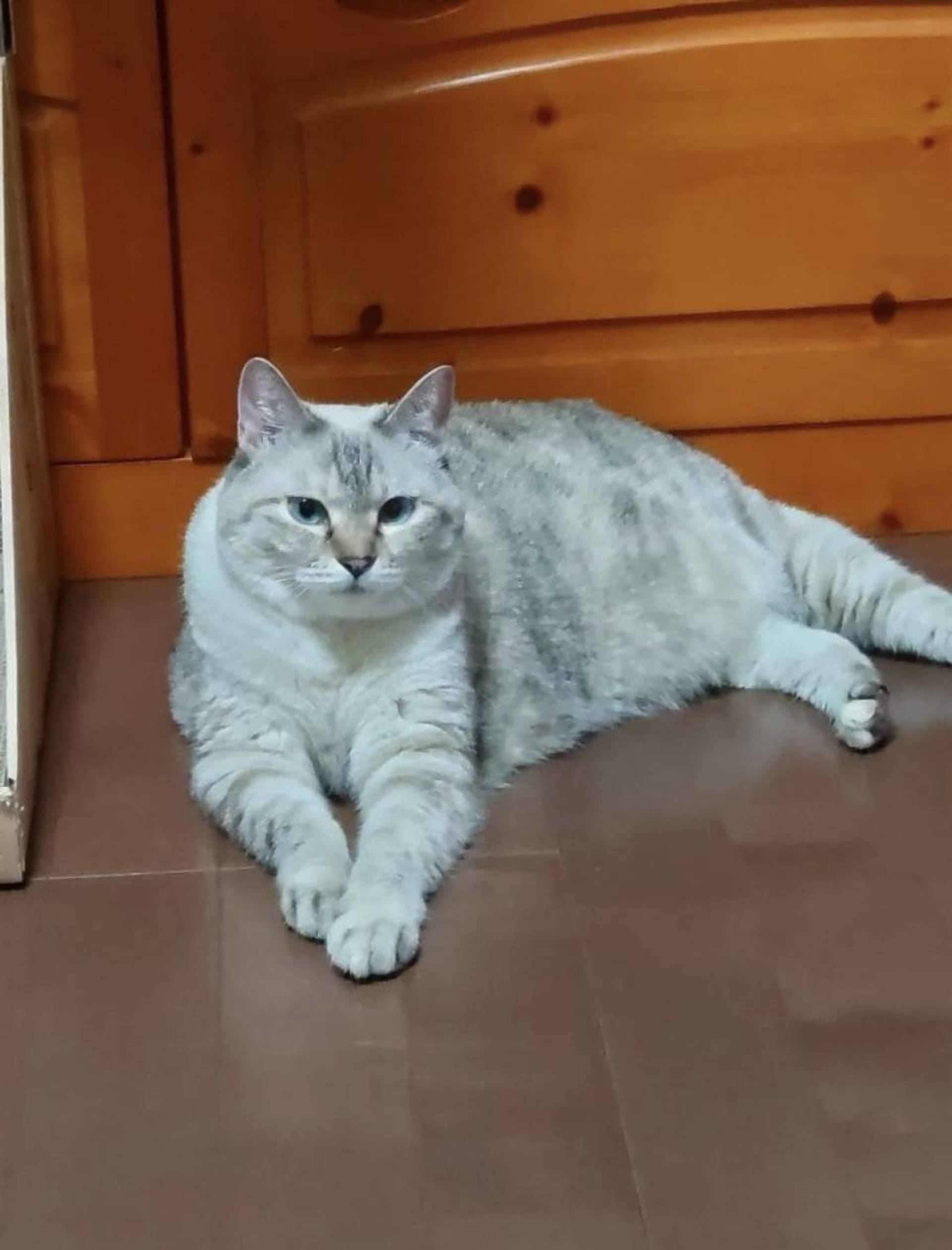 雑種（ミックス猫）・メスの里親募集の写真