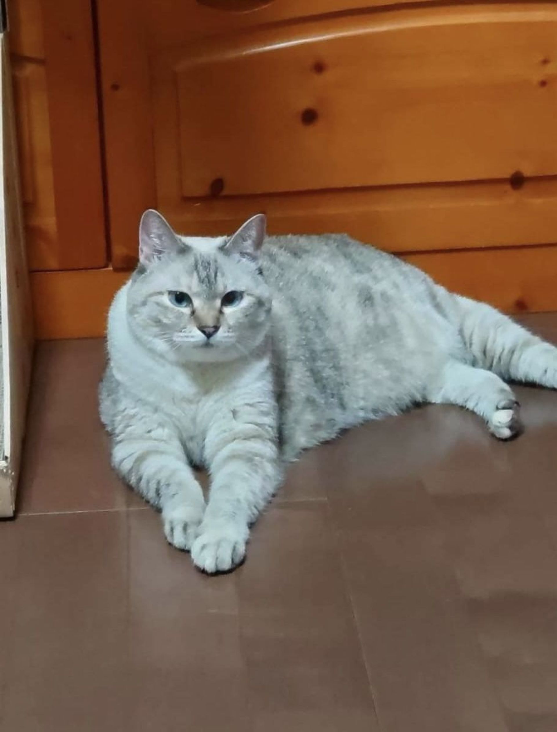 雑種（ミックス猫）・メスの里親募集の写真