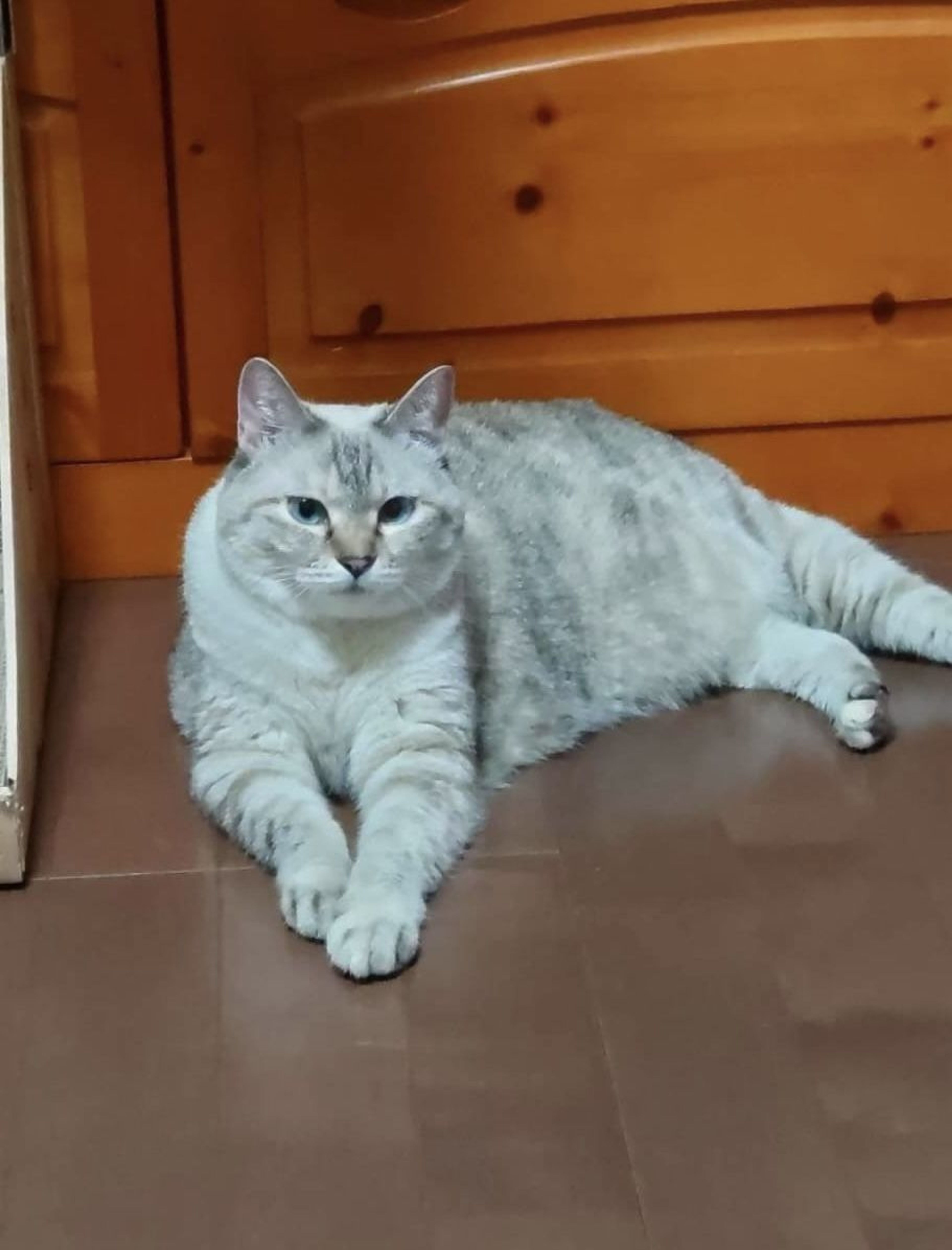 雑種（ミックス猫）・メスの里親募集の写真
