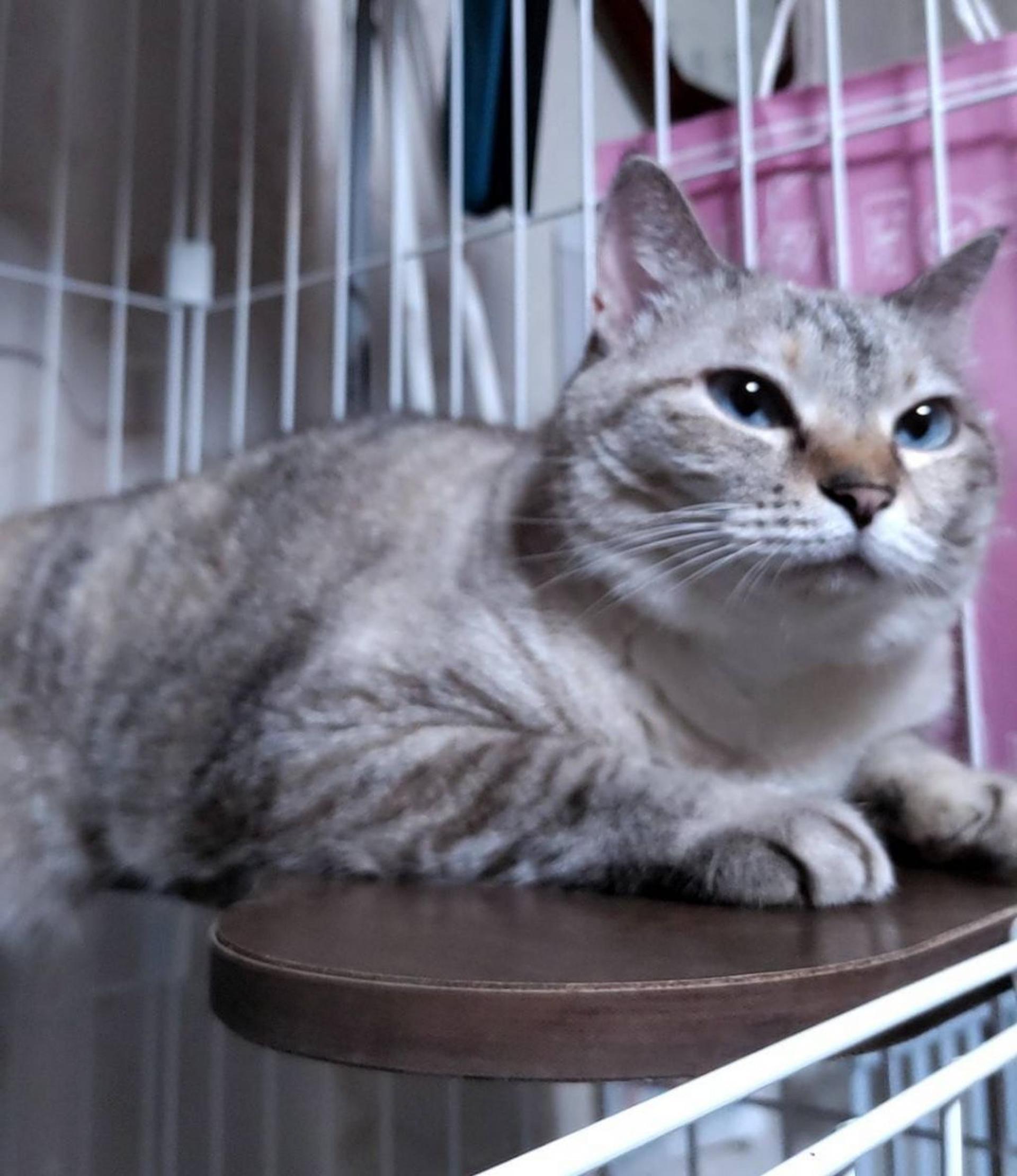 pet-image-4