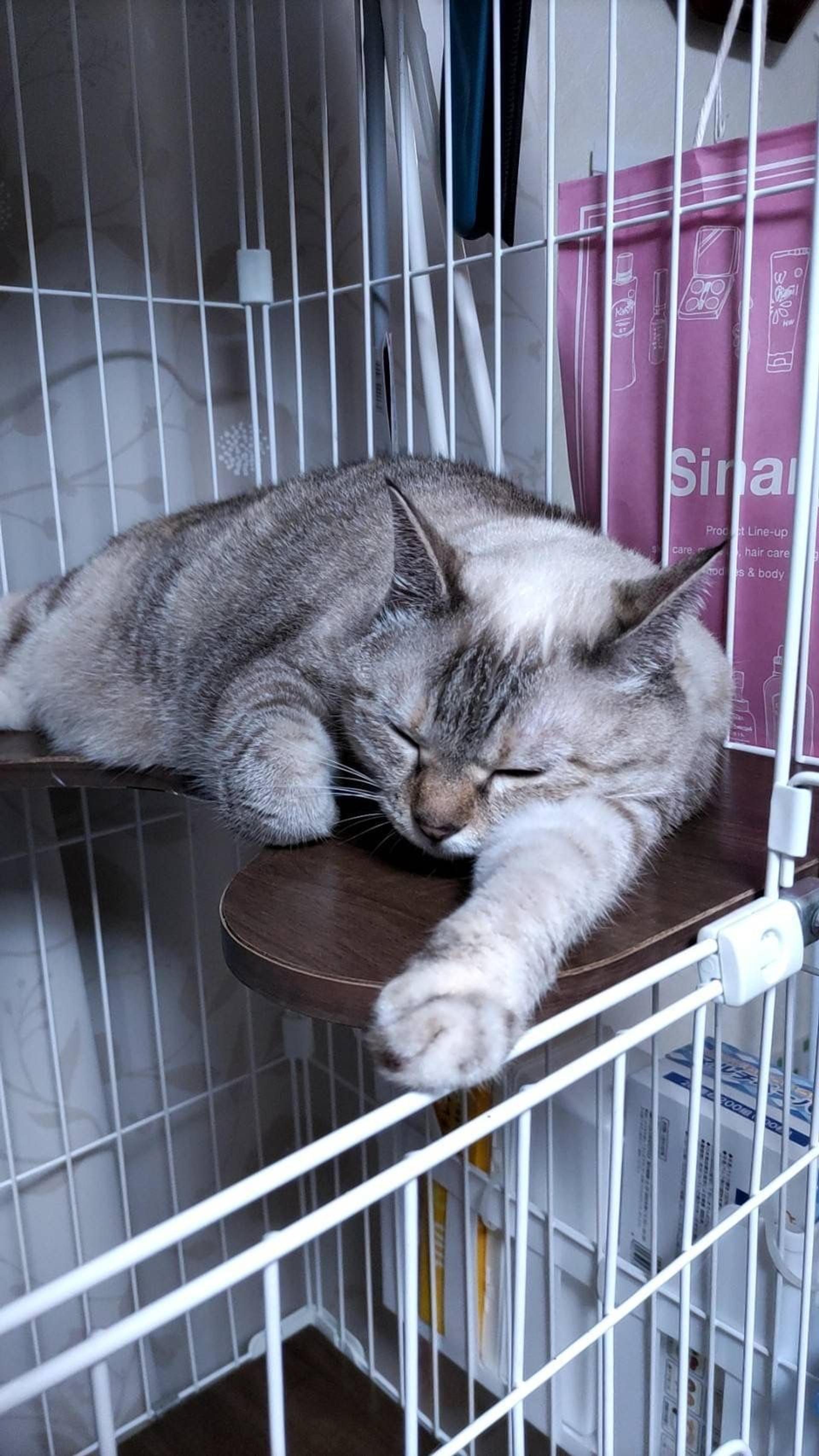 pet-image-5
