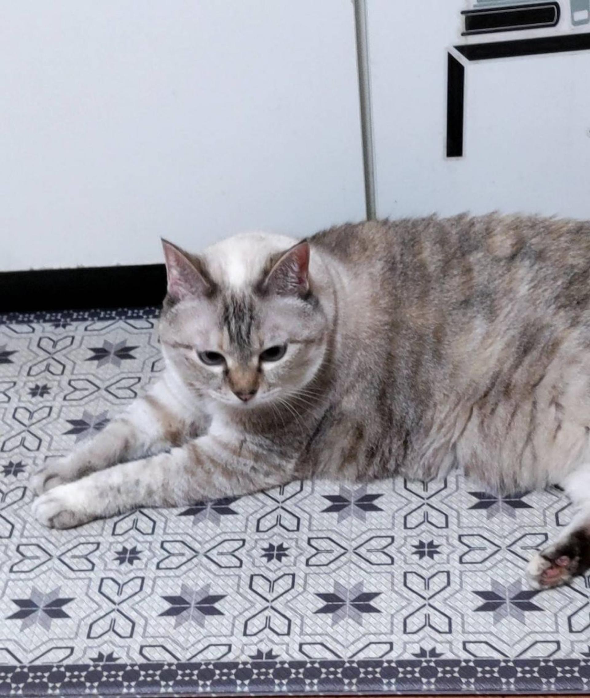 pet-image-6