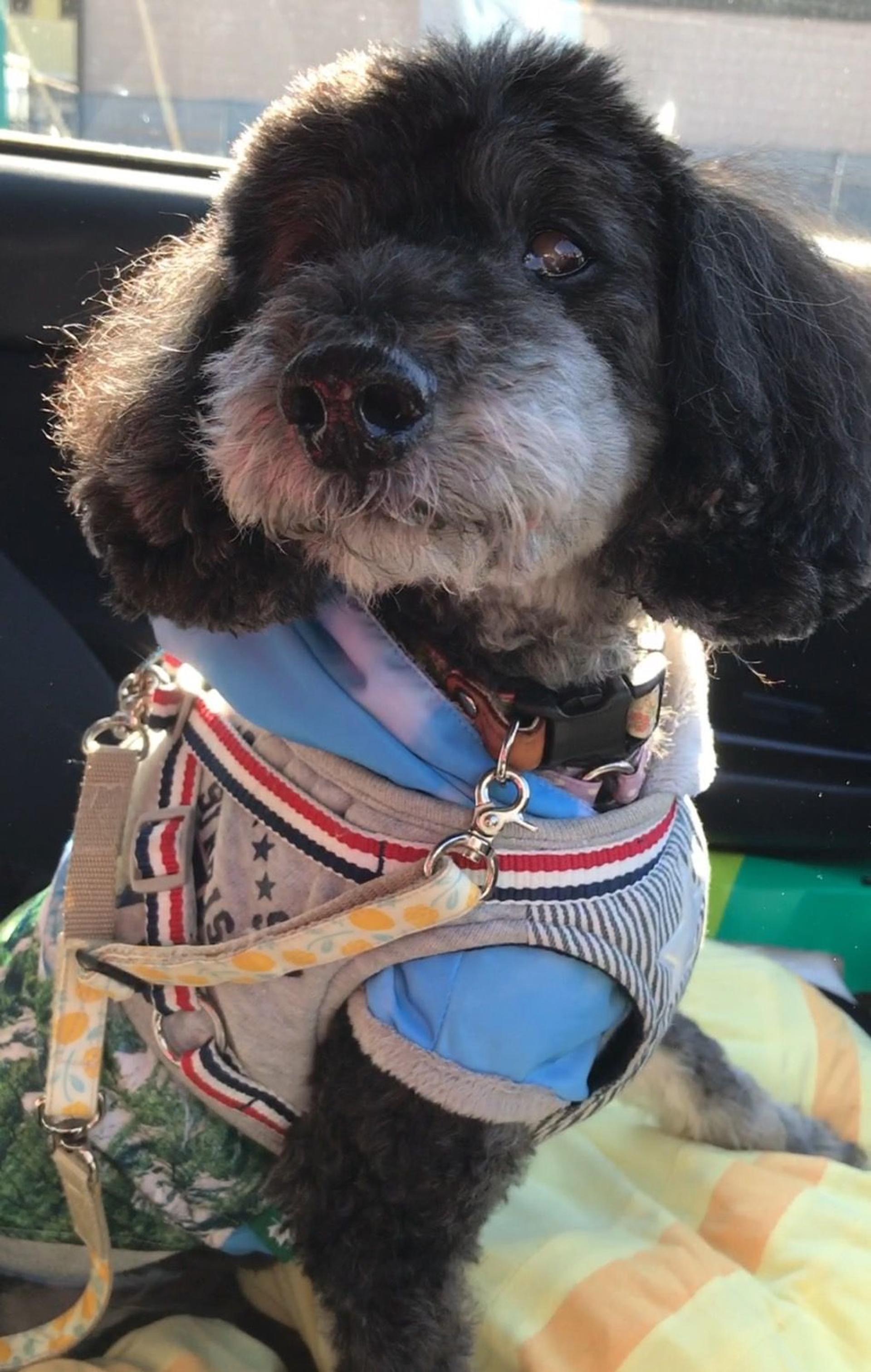 pet-image-5