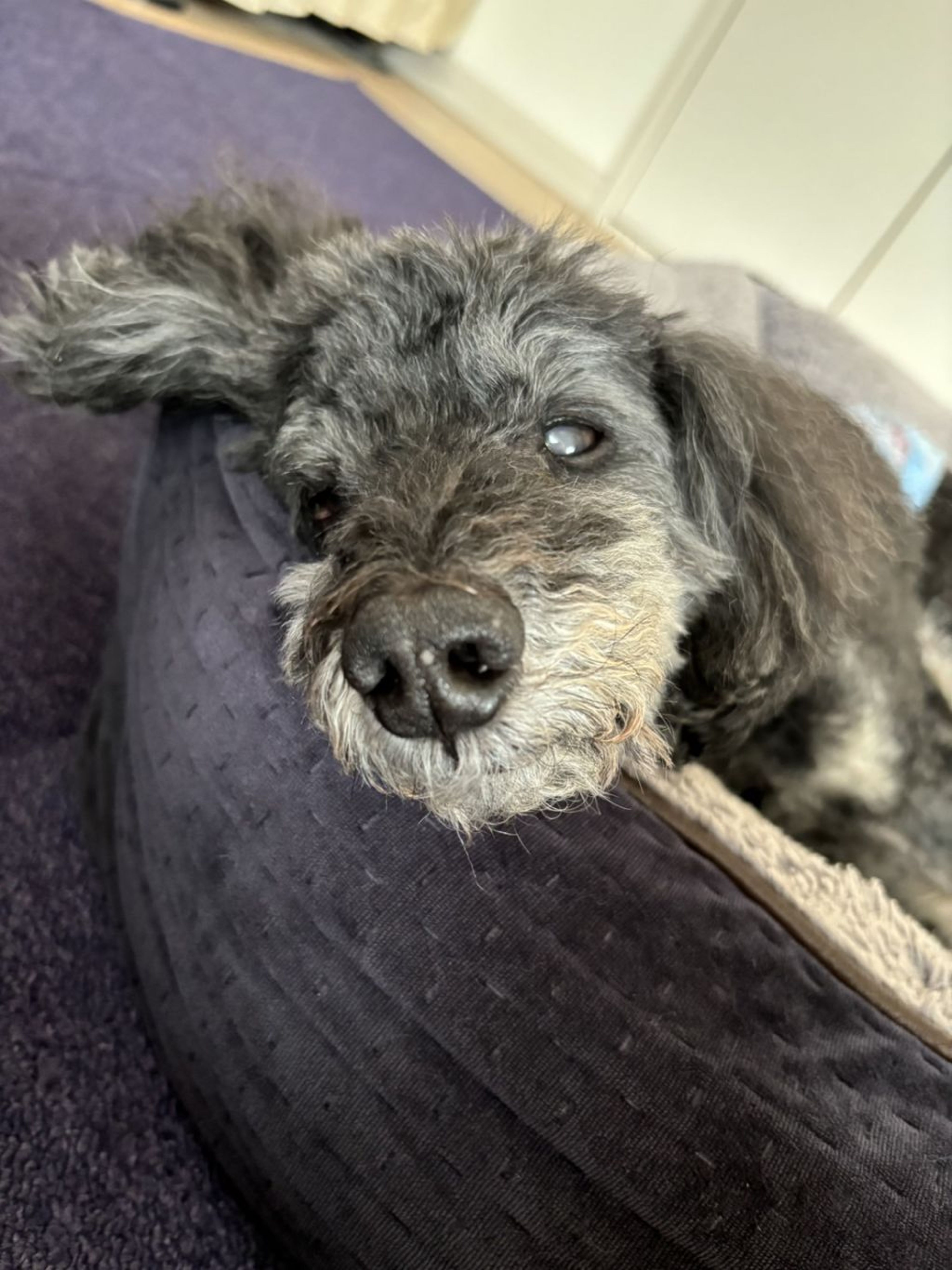 pet-image-6