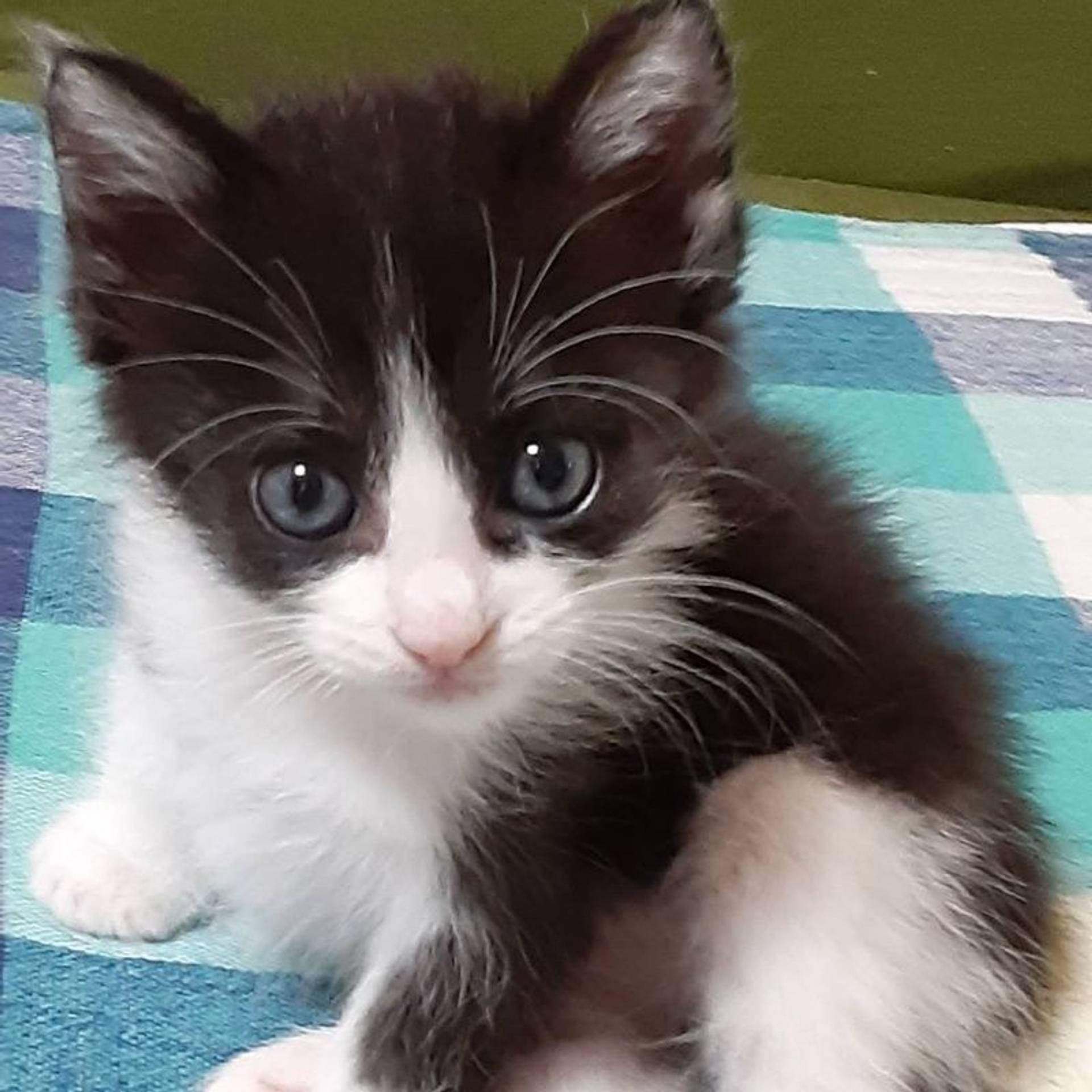 雑種（ミックス猫）・メスの里親募集の写真