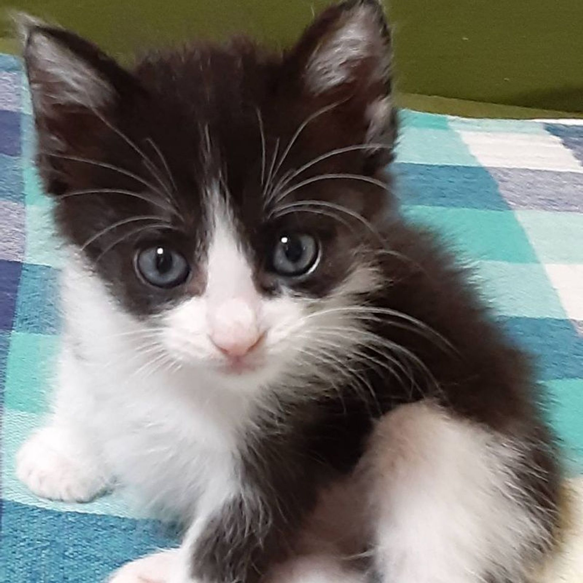 雑種（ミックス猫）・メスの里親募集の写真