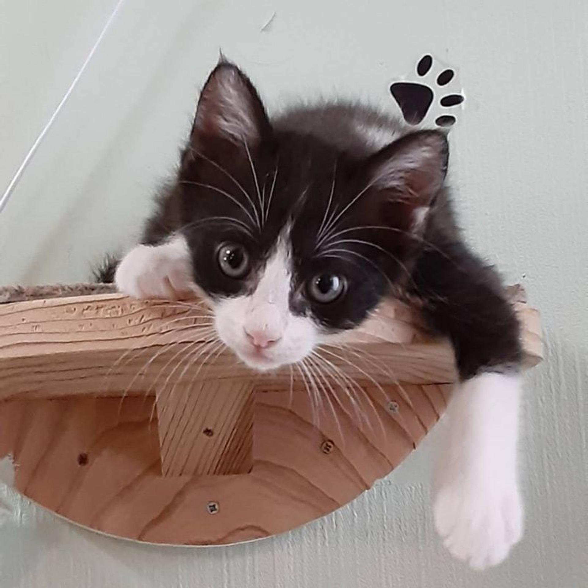 pet-image-3