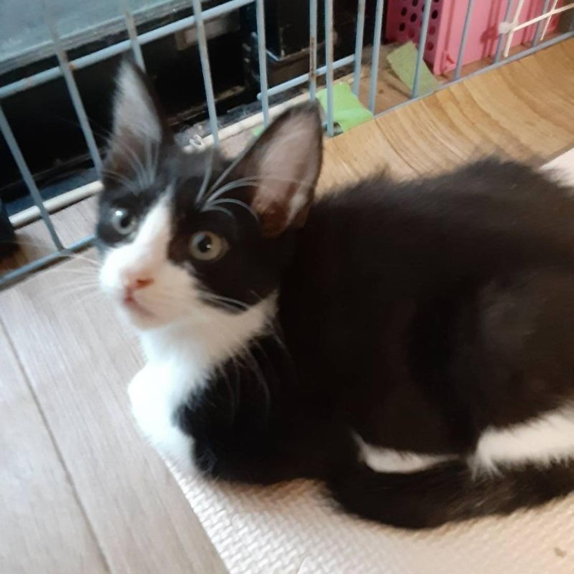 pet-image-8