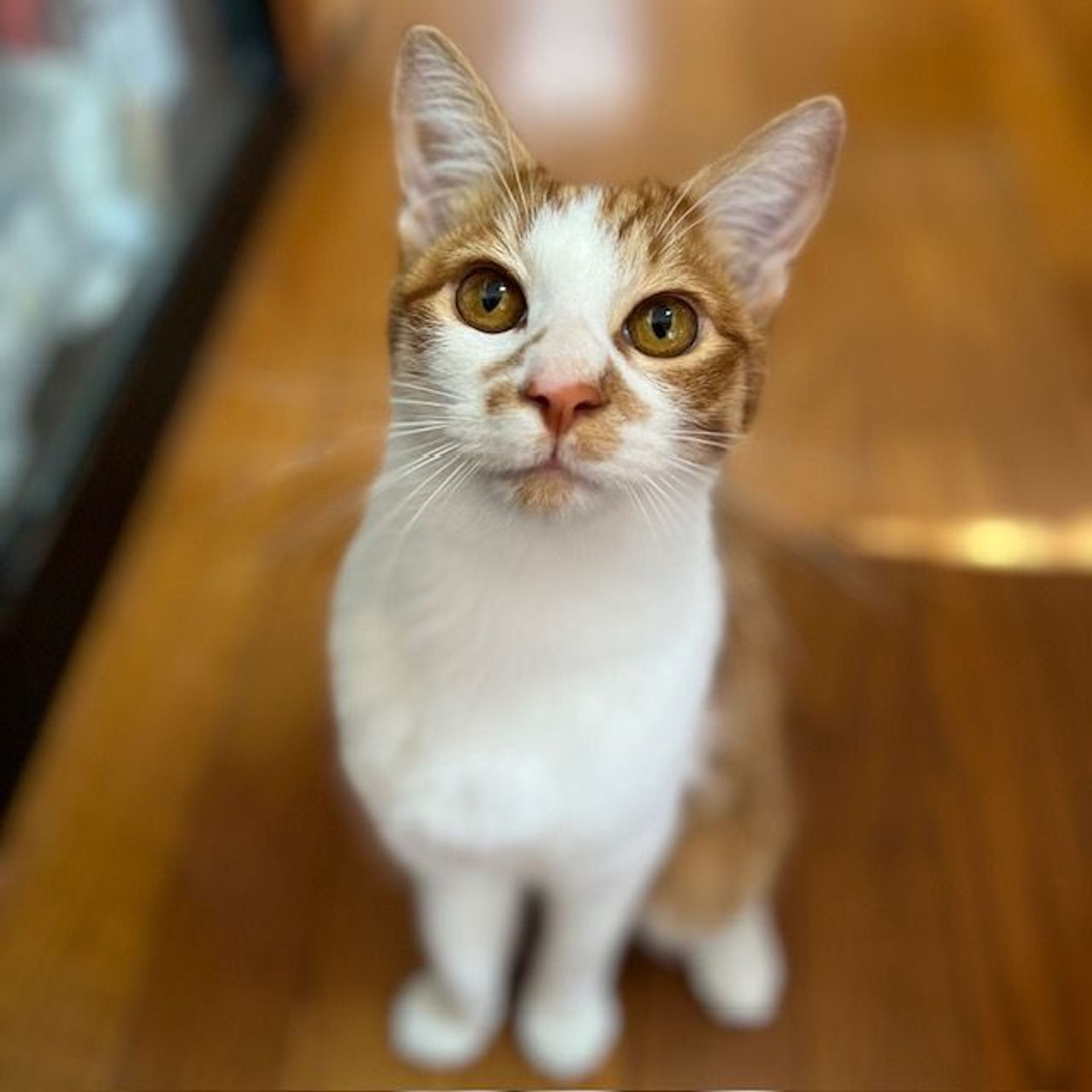 雑種（ミックス猫）・オスの里親募集の写真