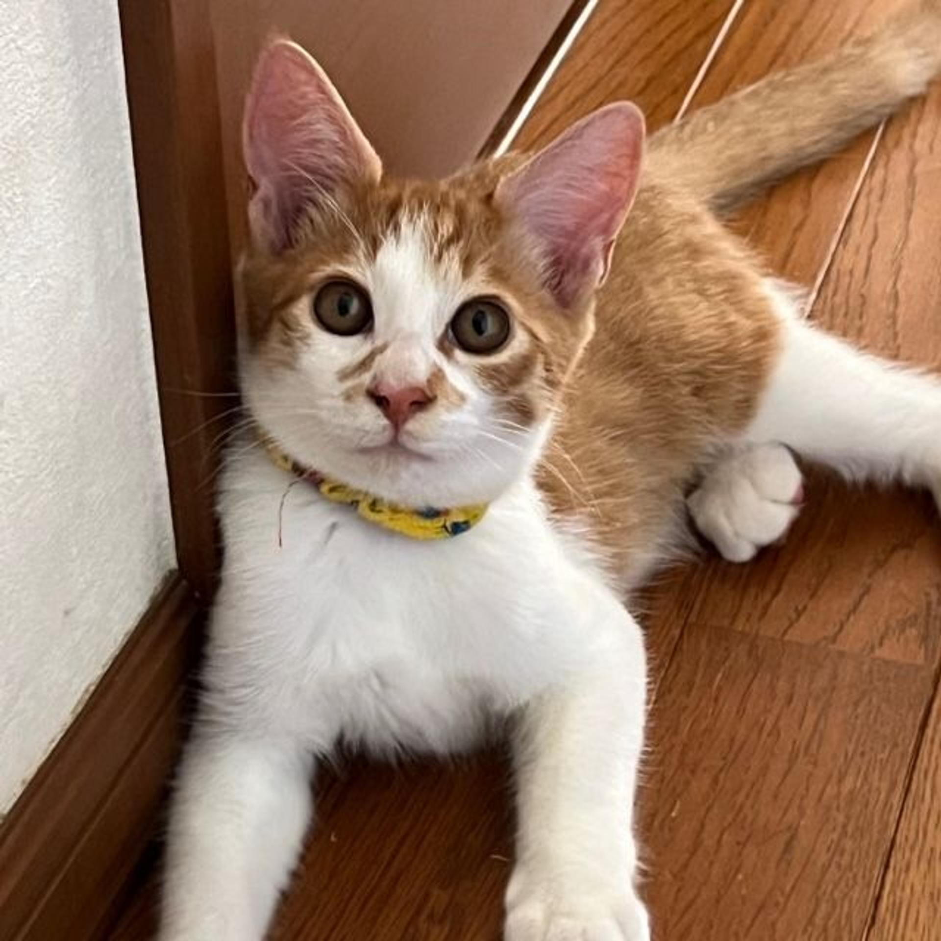 pet-image-3