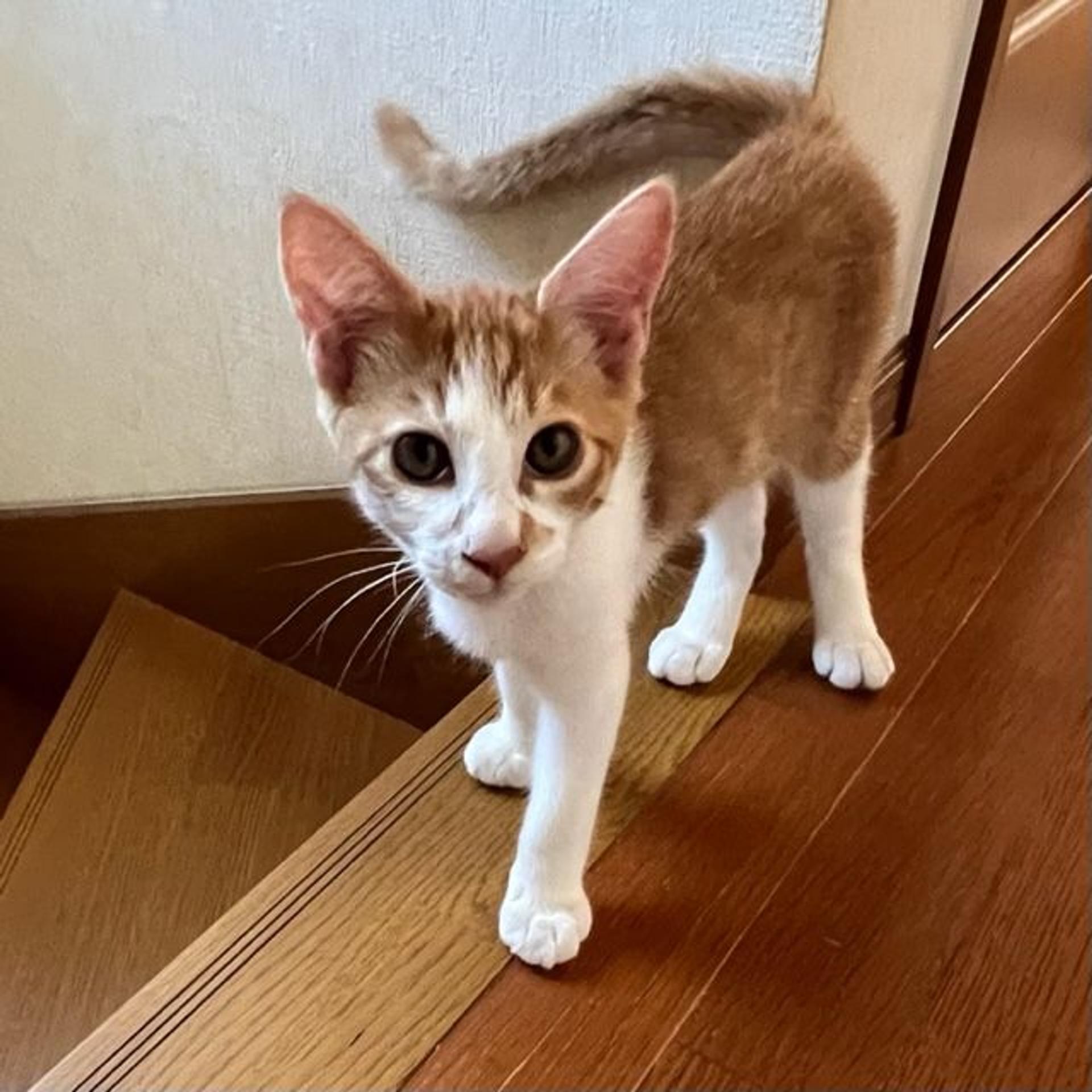pet-image-4