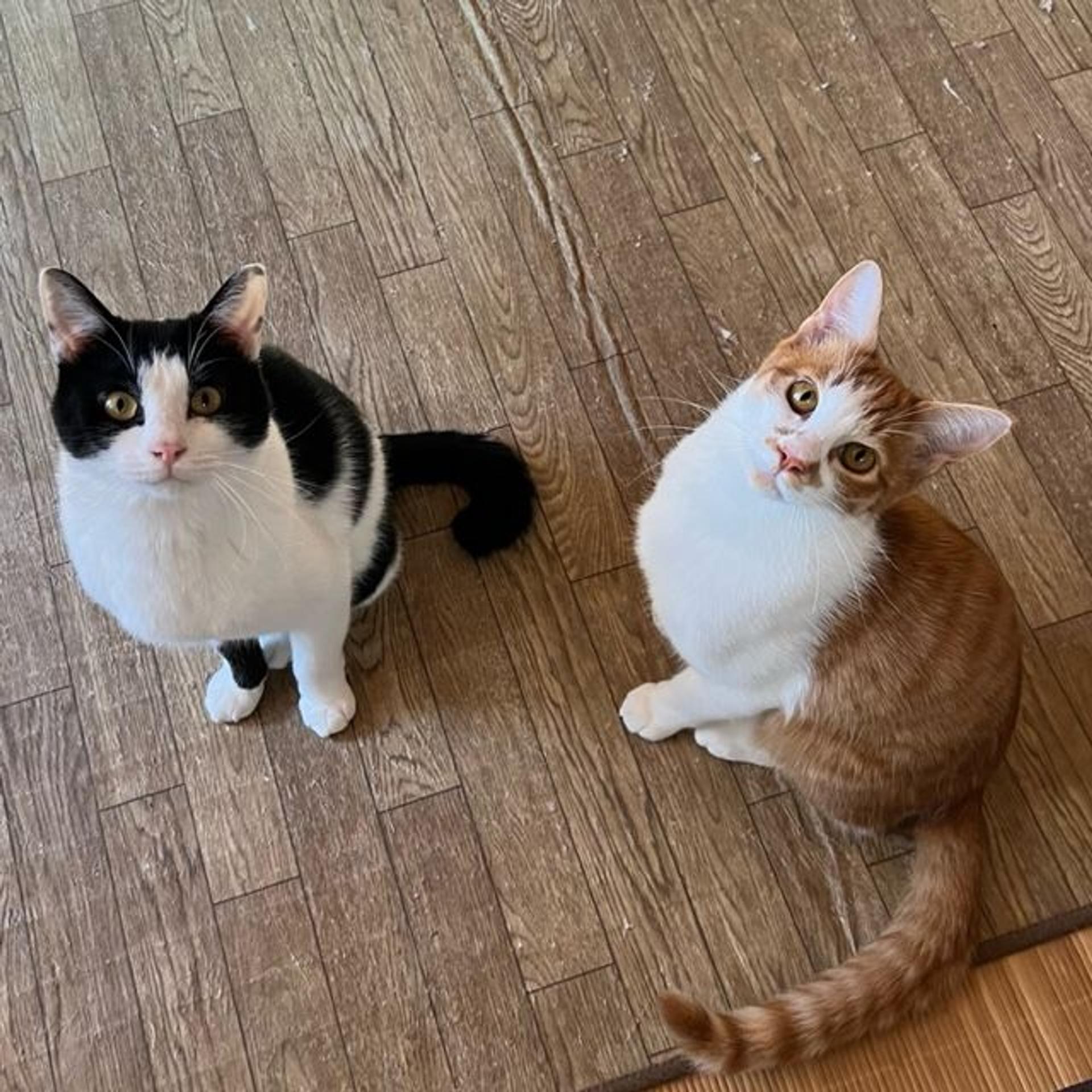 pet-image-7