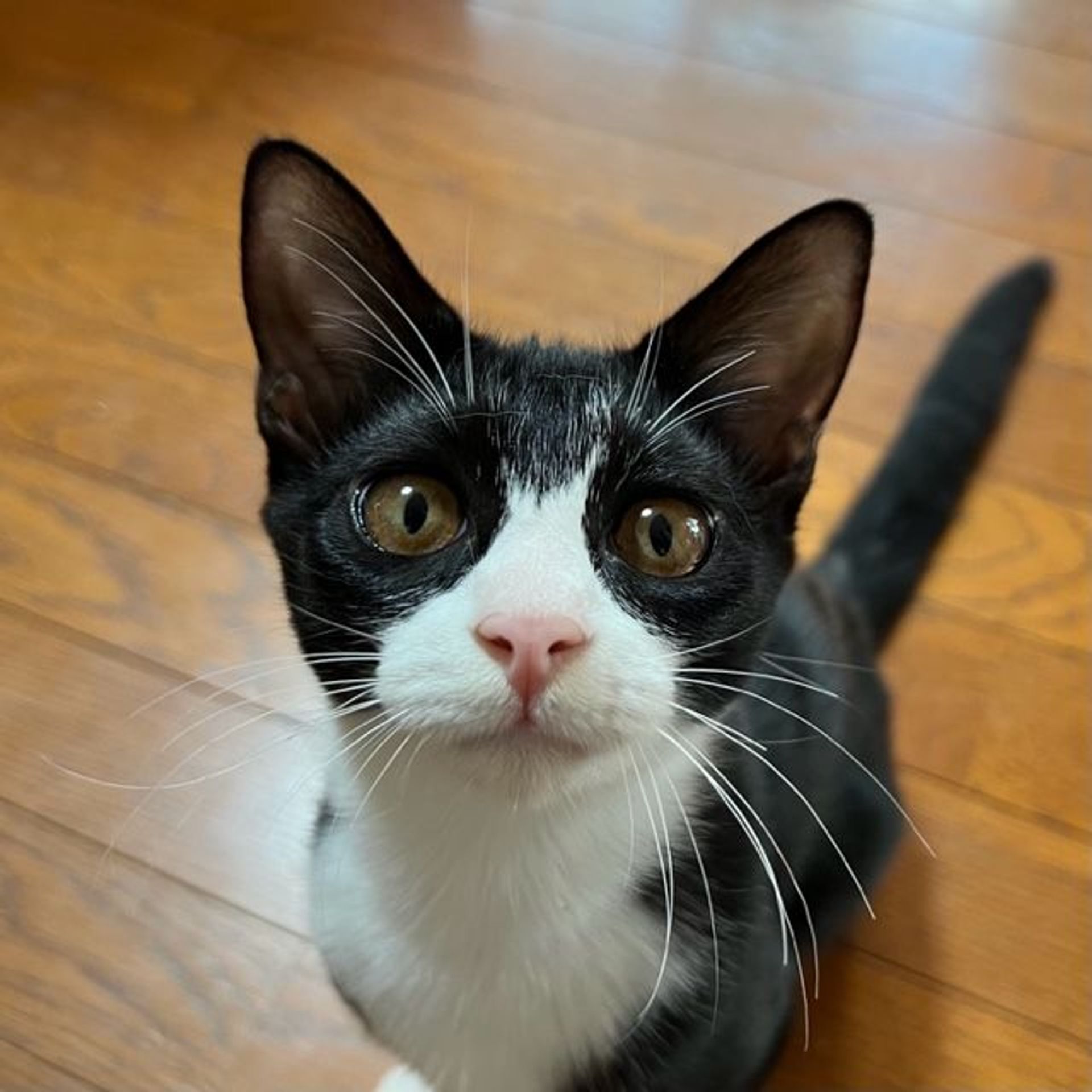 雑種（ミックス猫）・メスの里親募集の写真