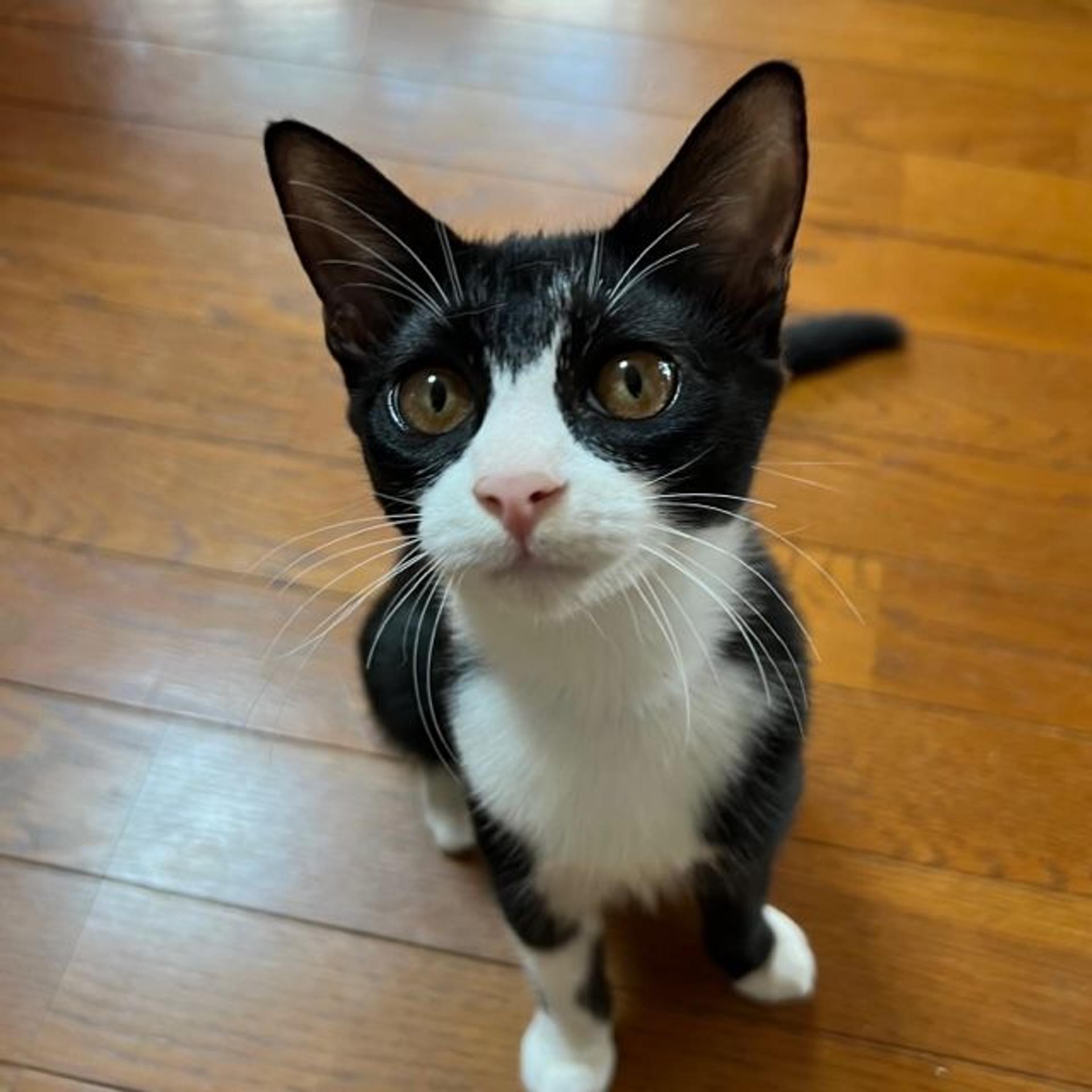 pet-image-3
