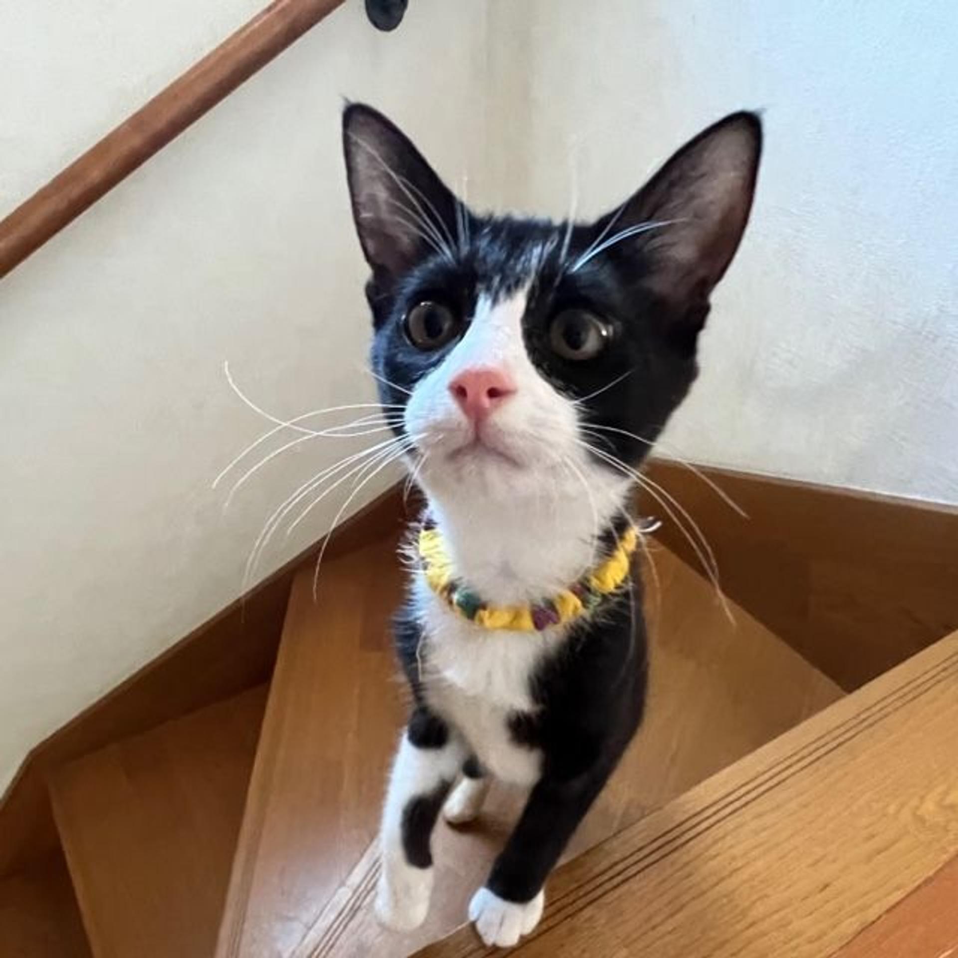 pet-image-5