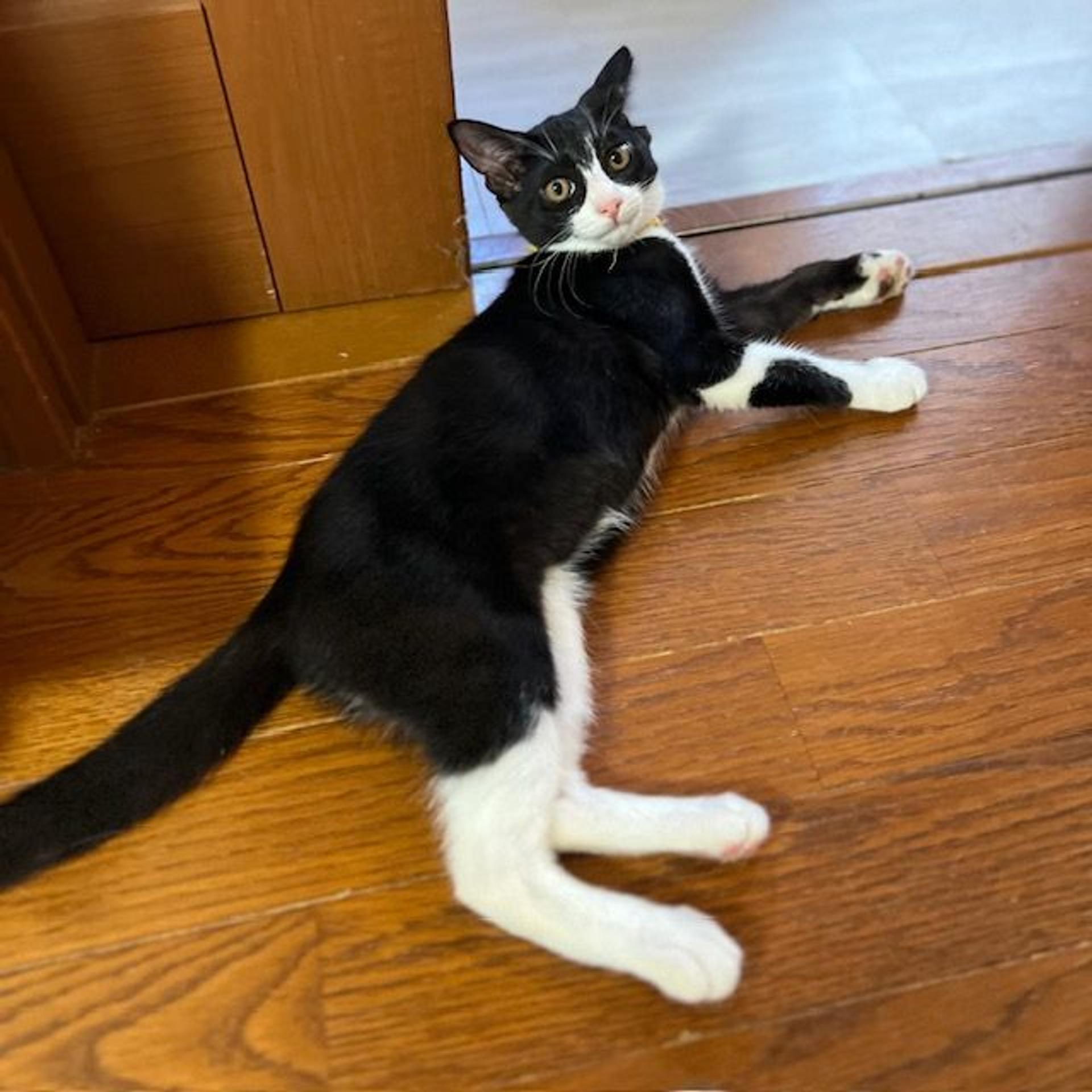 pet-image-6