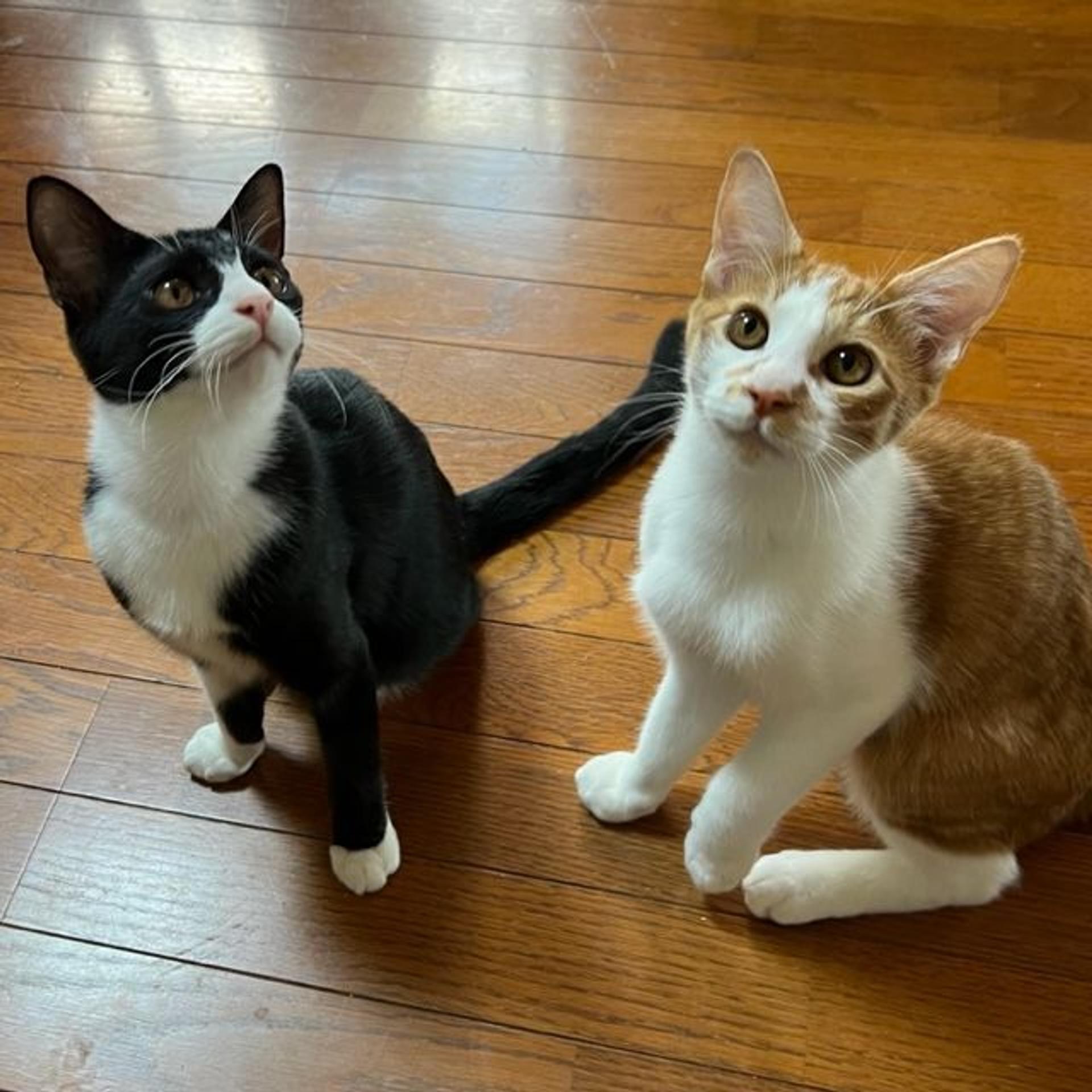 pet-image-8
