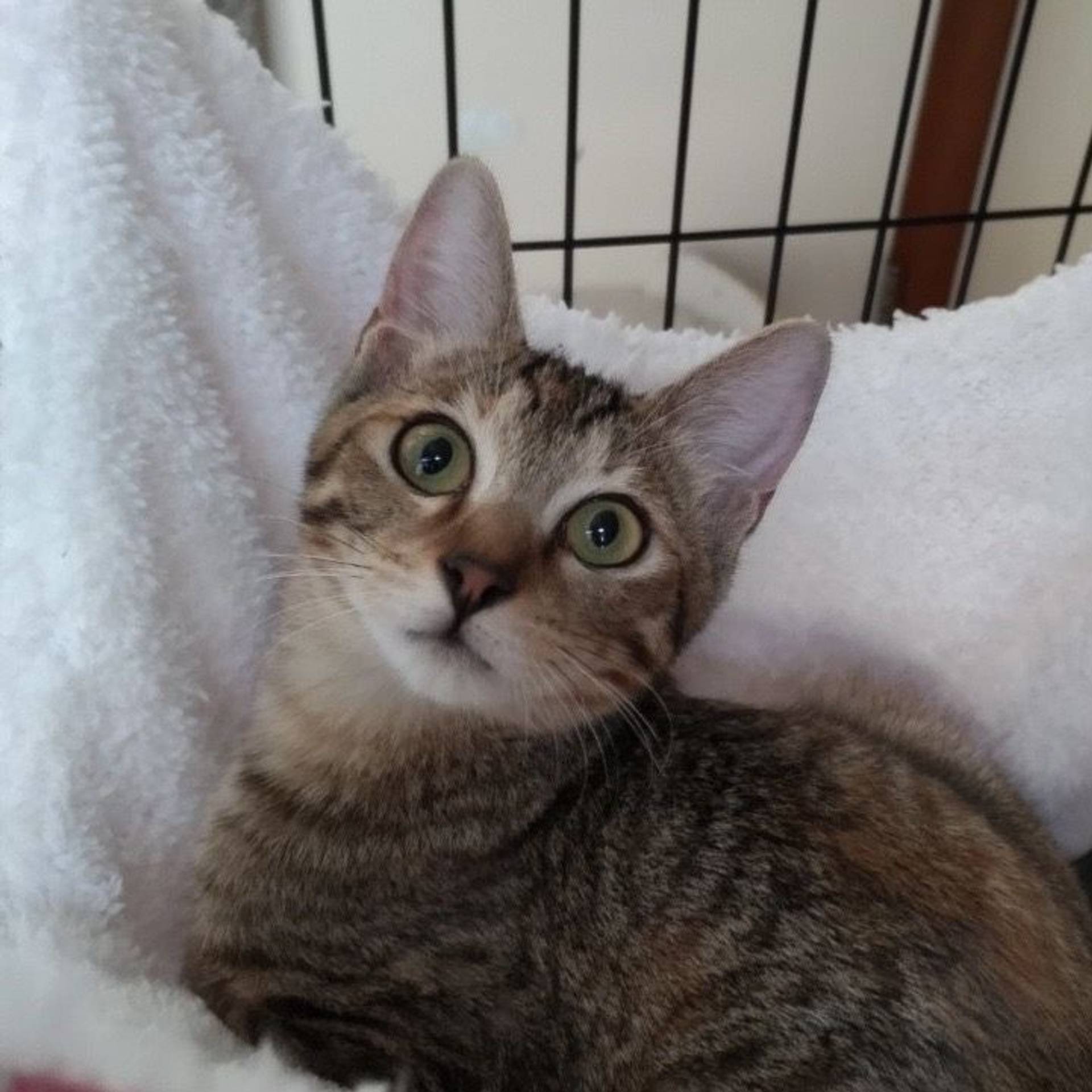 雑種（ミックス猫）・メスの里親募集の写真
