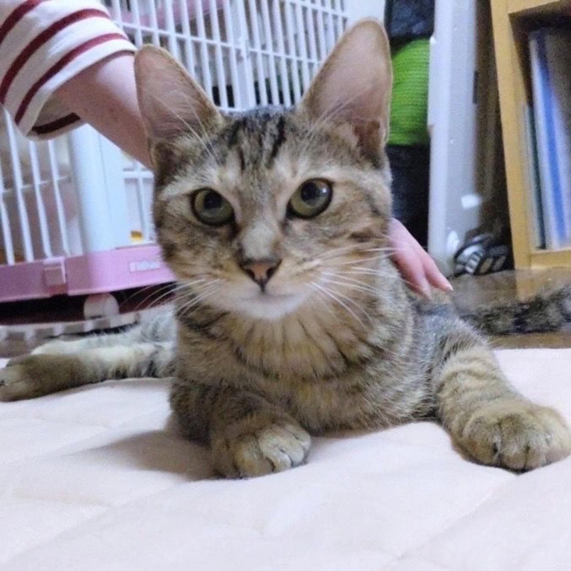 pet-image-2