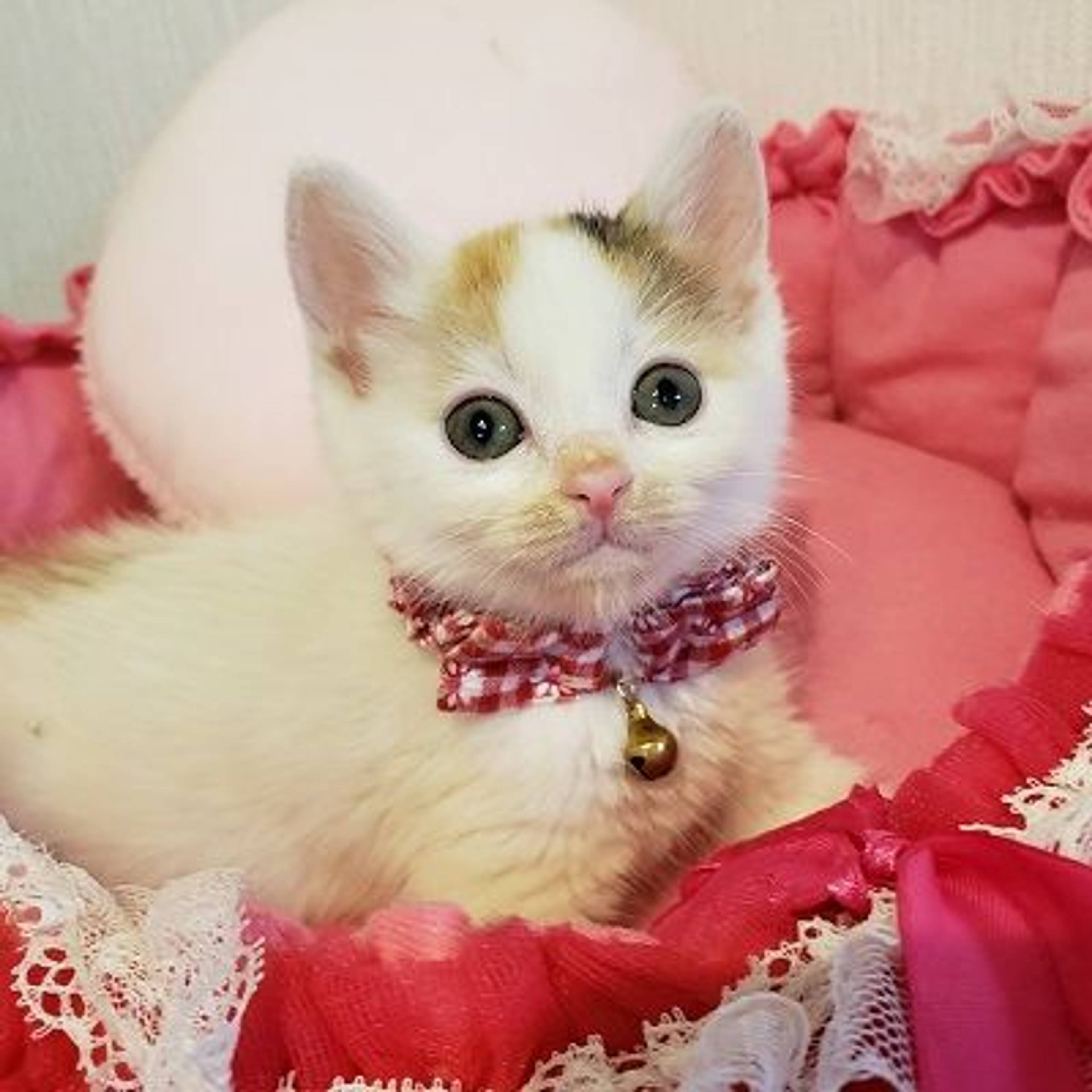 雑種（ミックス猫）・メスの里親募集の写真
