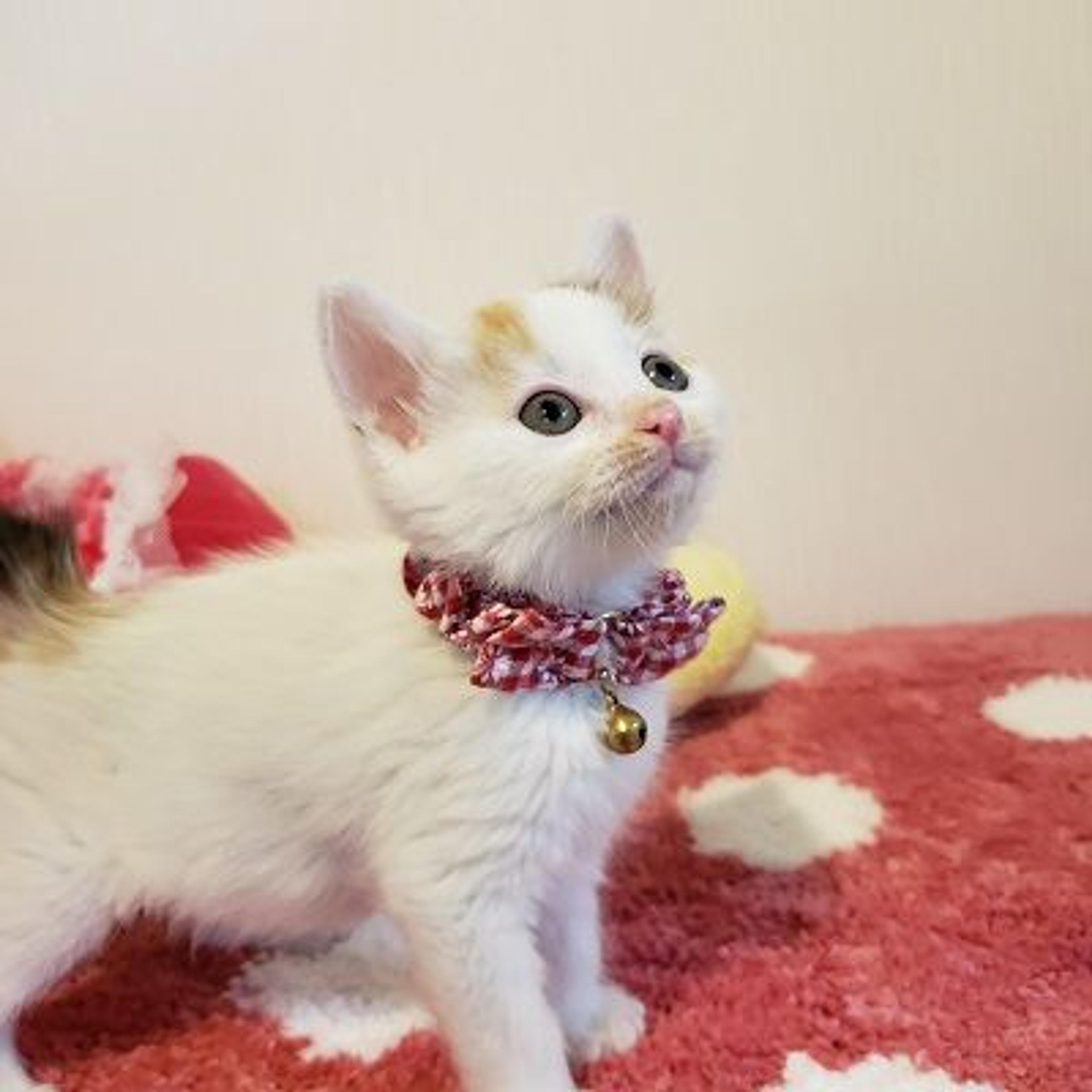 pet-image-3