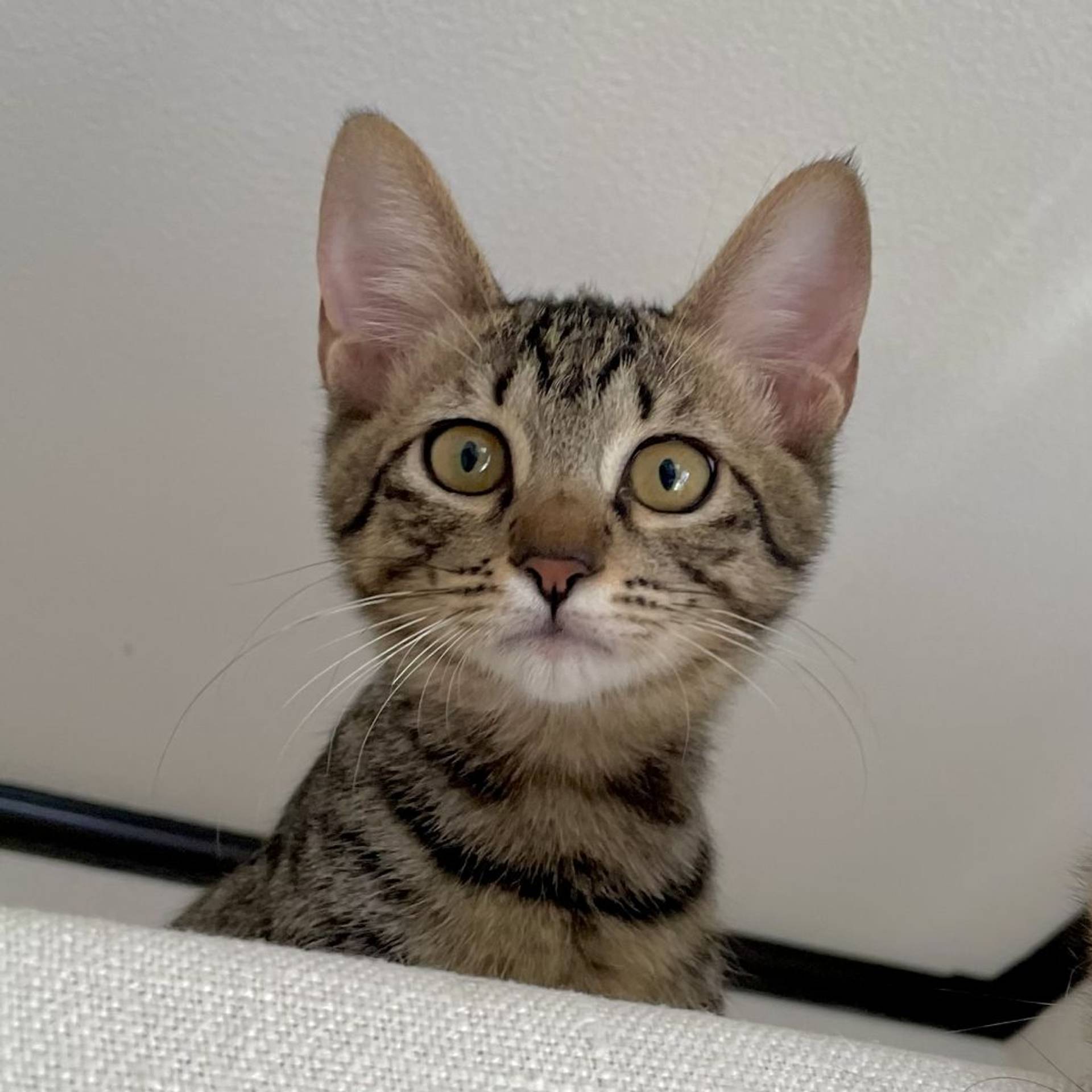 雑種（ミックス猫）・オスの里親募集の写真