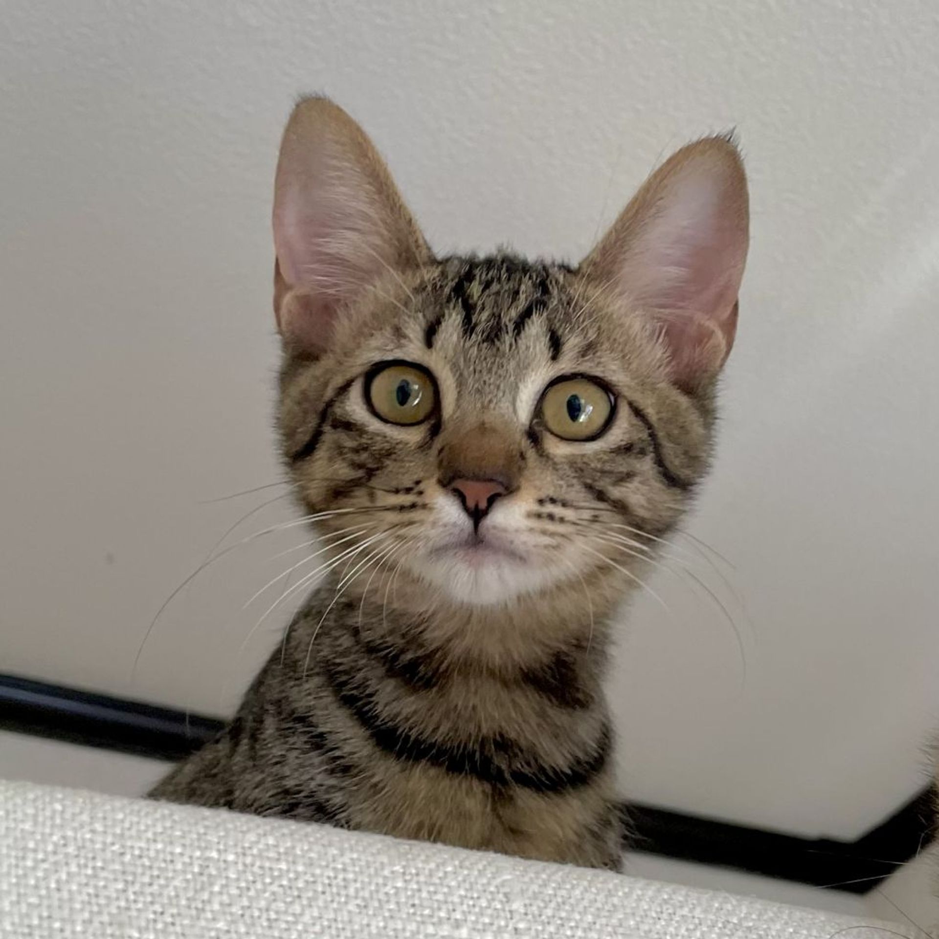 雑種（ミックス猫）・オスの里親募集の写真
