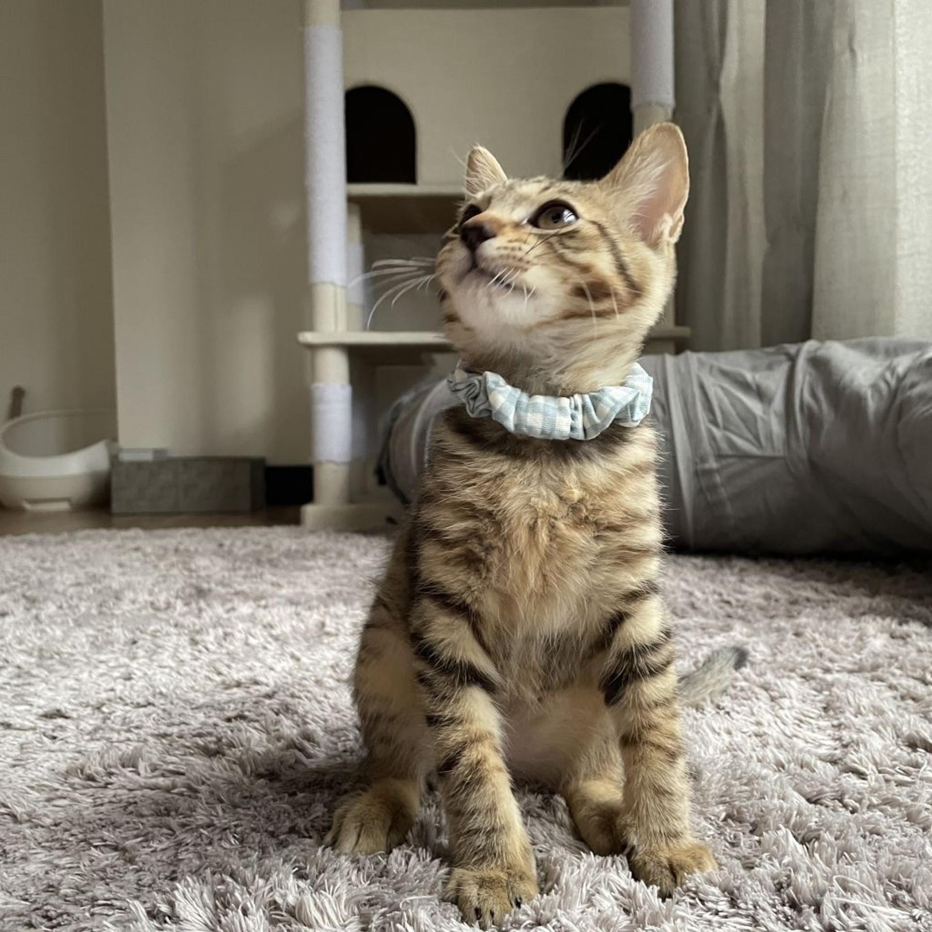 pet-image-3