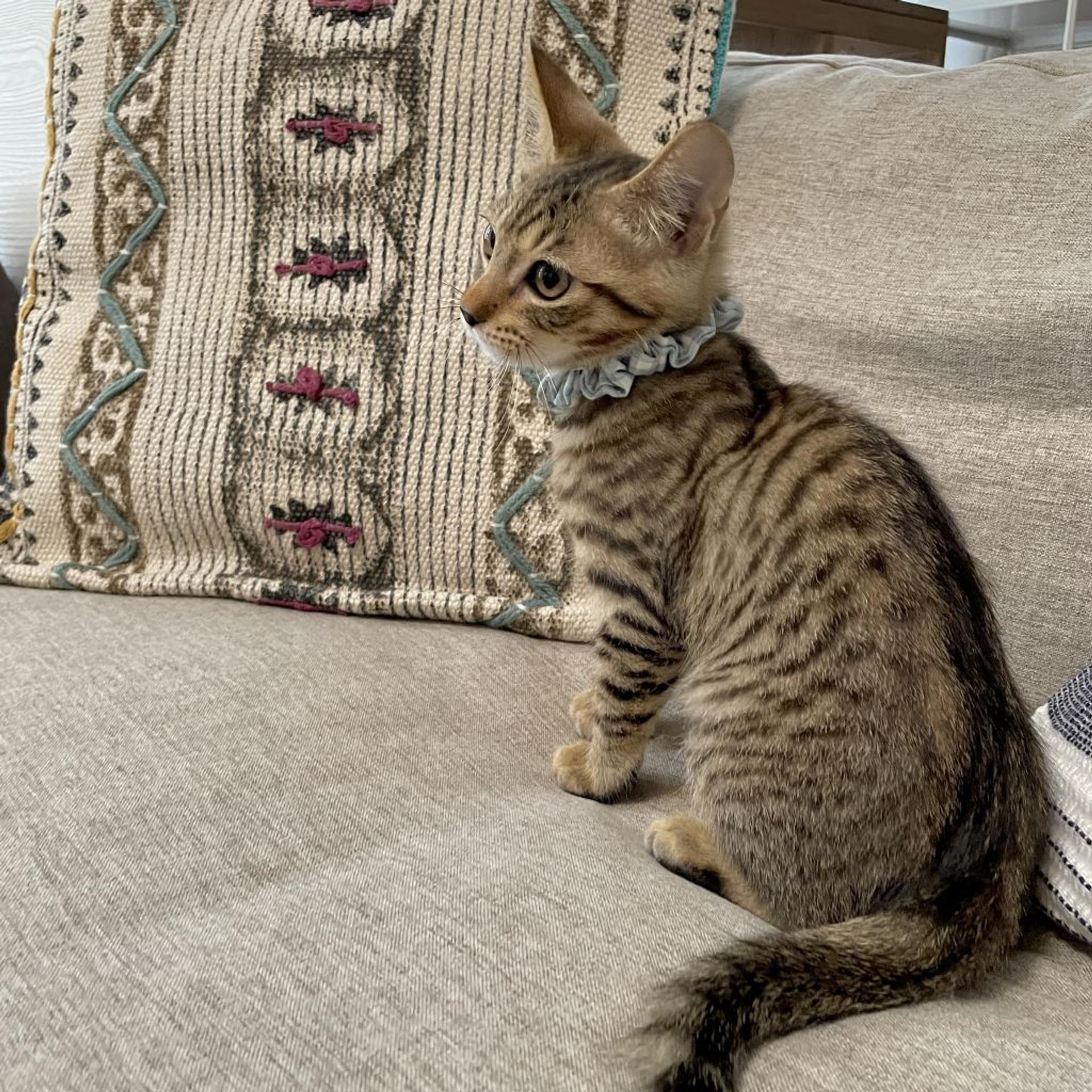 pet-image-6