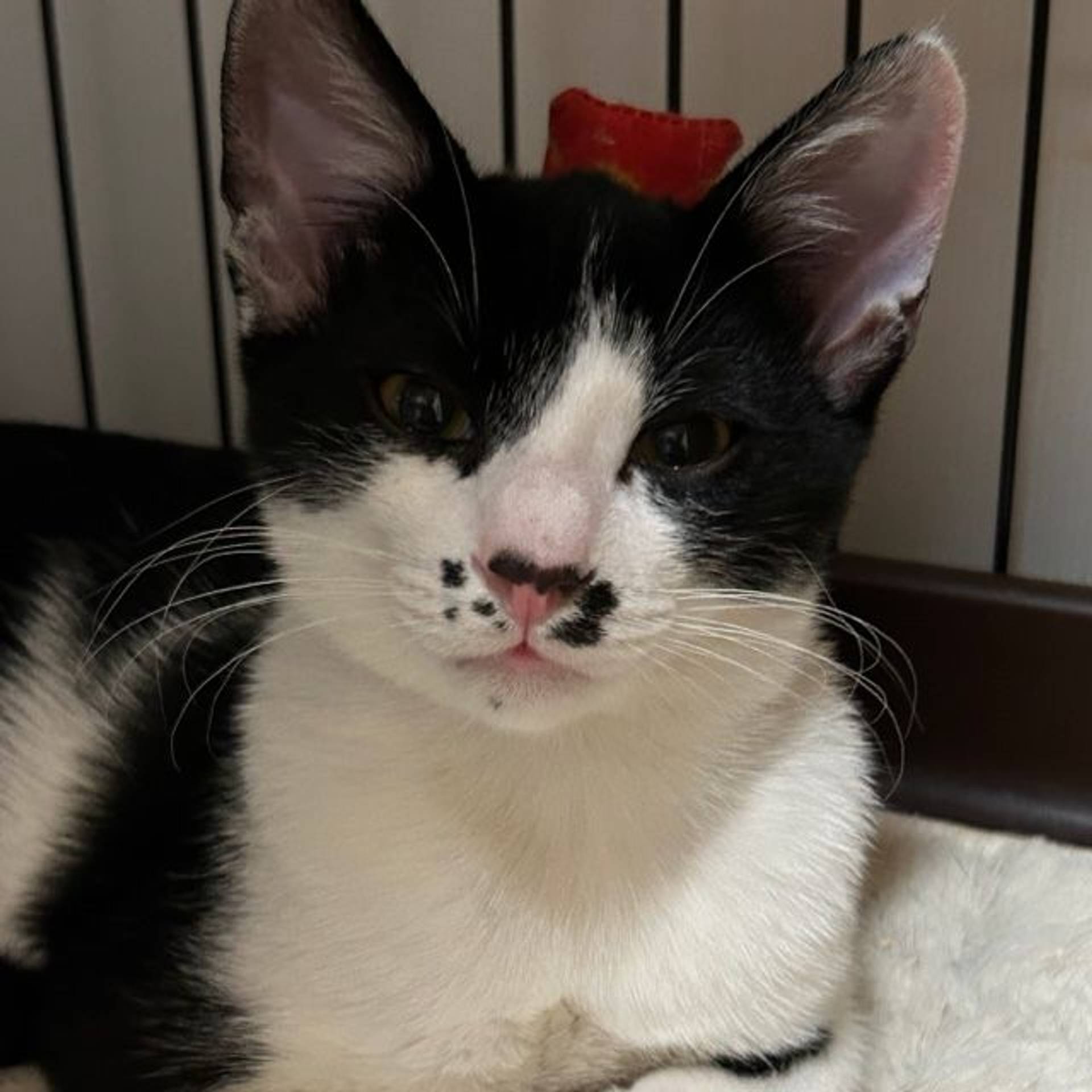 雑種（ミックス猫）・オスの里親募集の写真