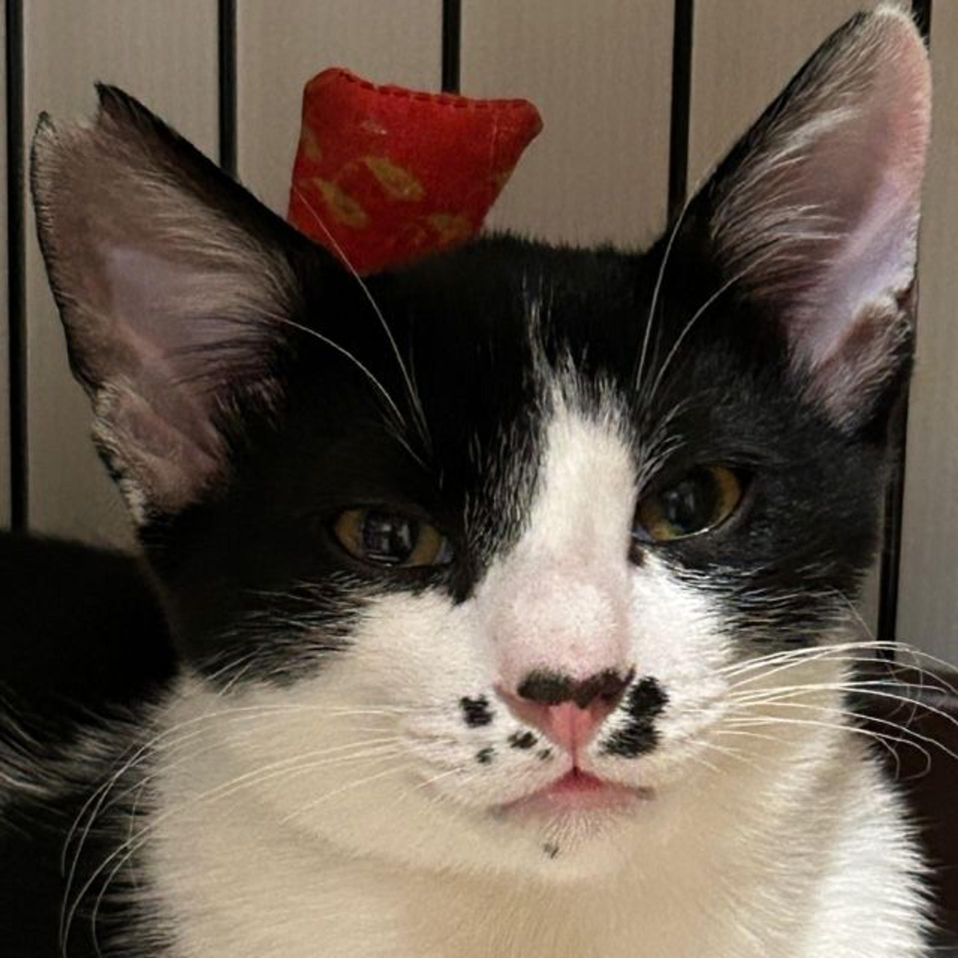 pet-image-2