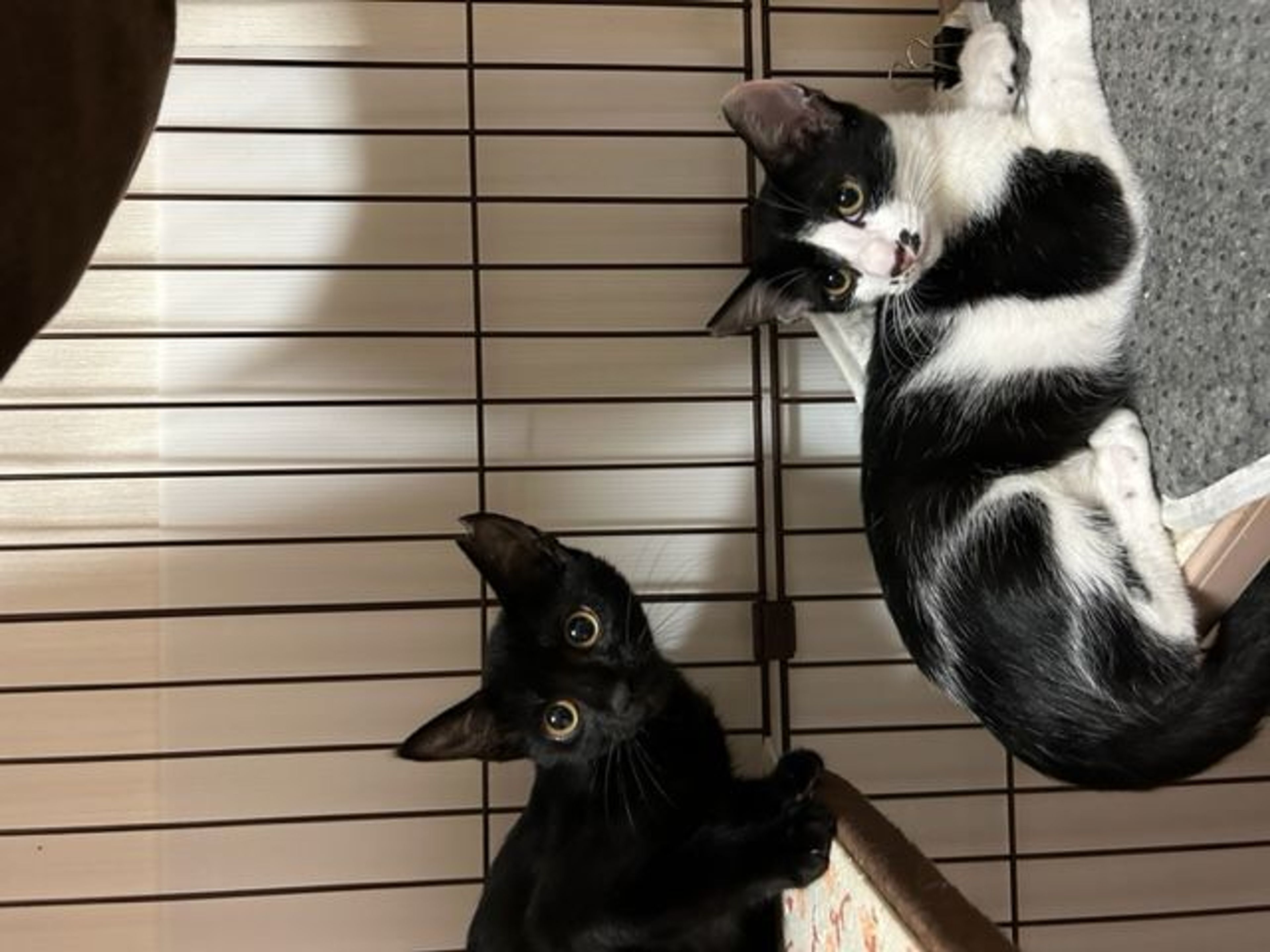 pet-image-5
