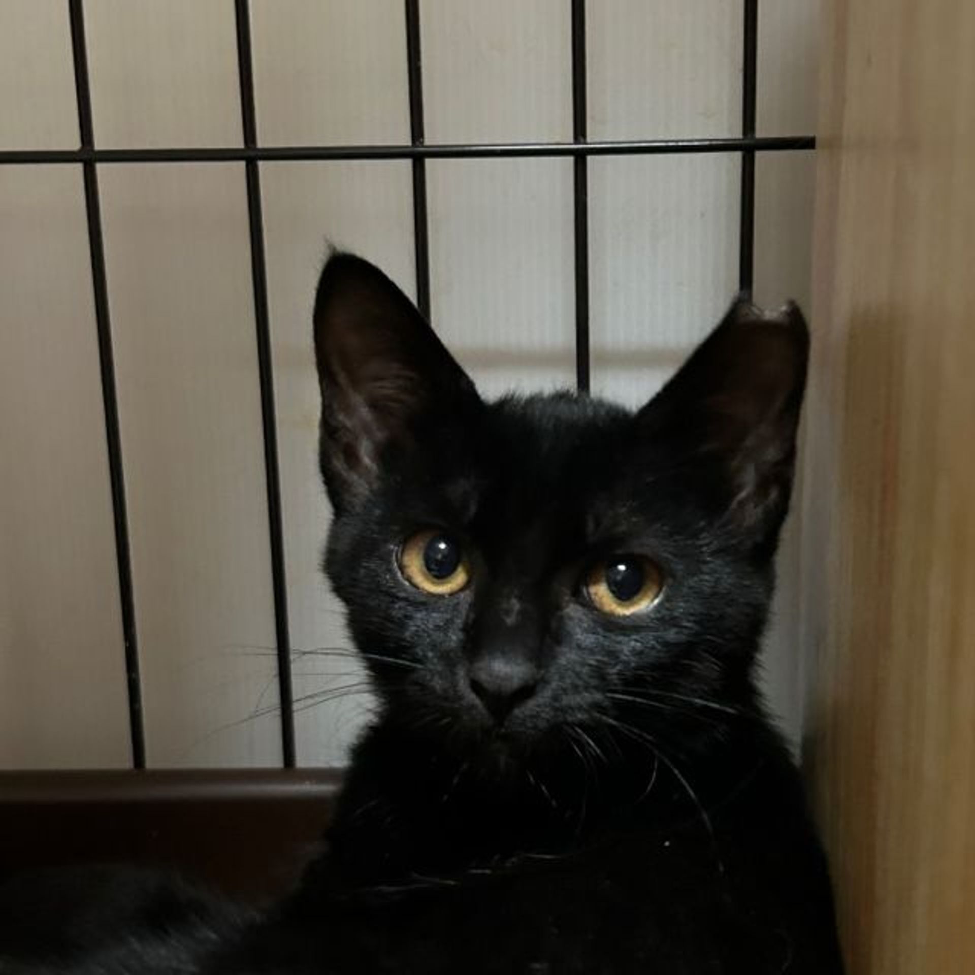雑種（ミックス猫）・メスの里親募集の写真