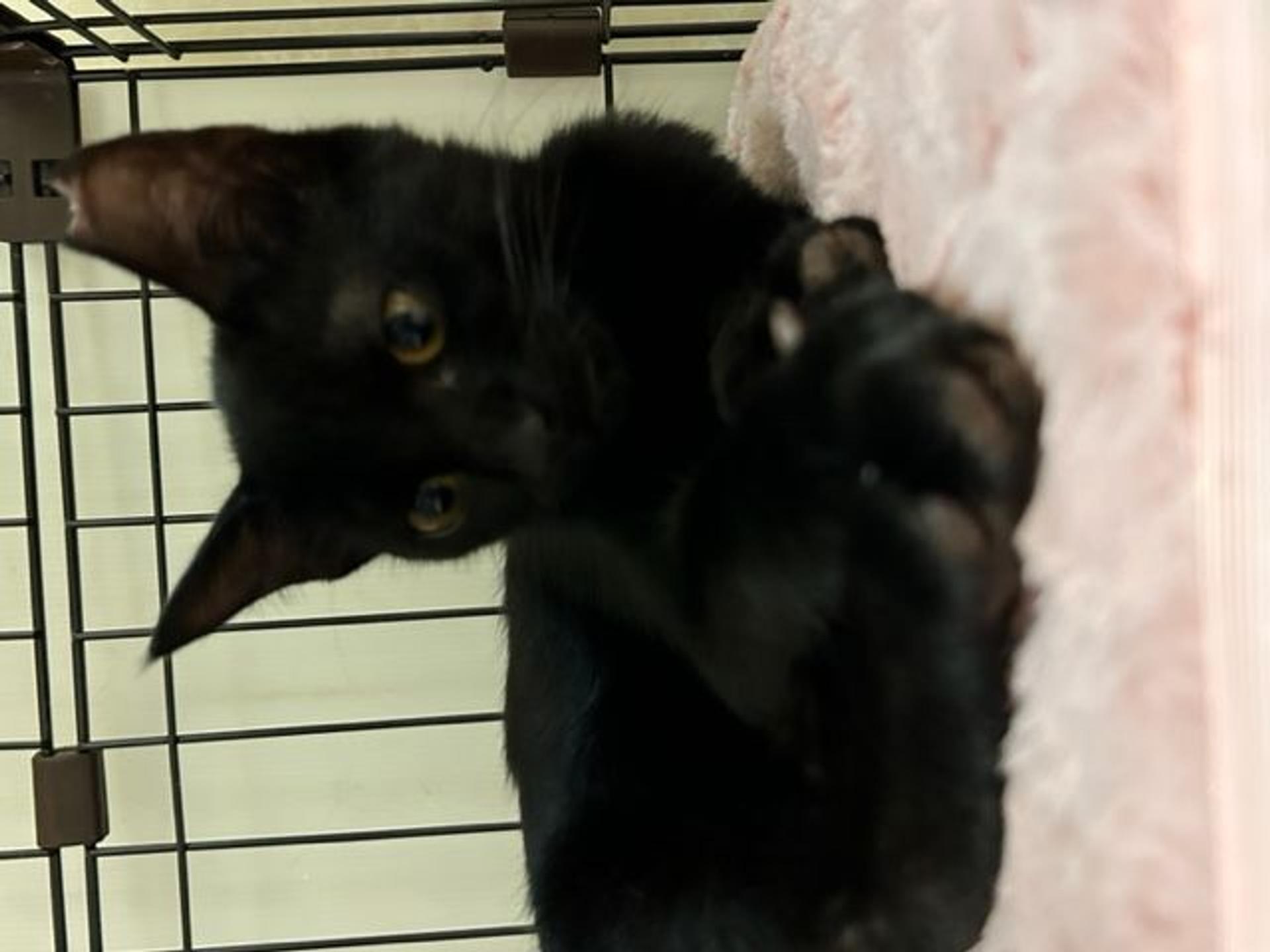 pet-image-2