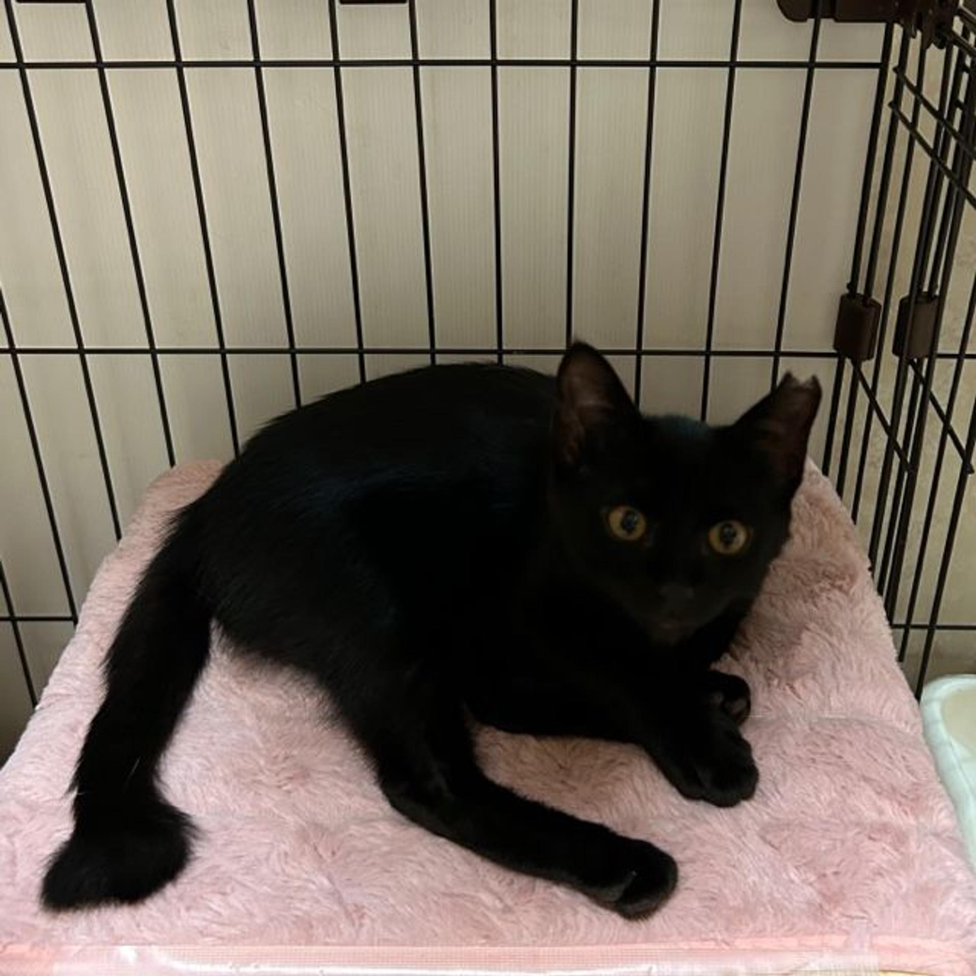 pet-image-3