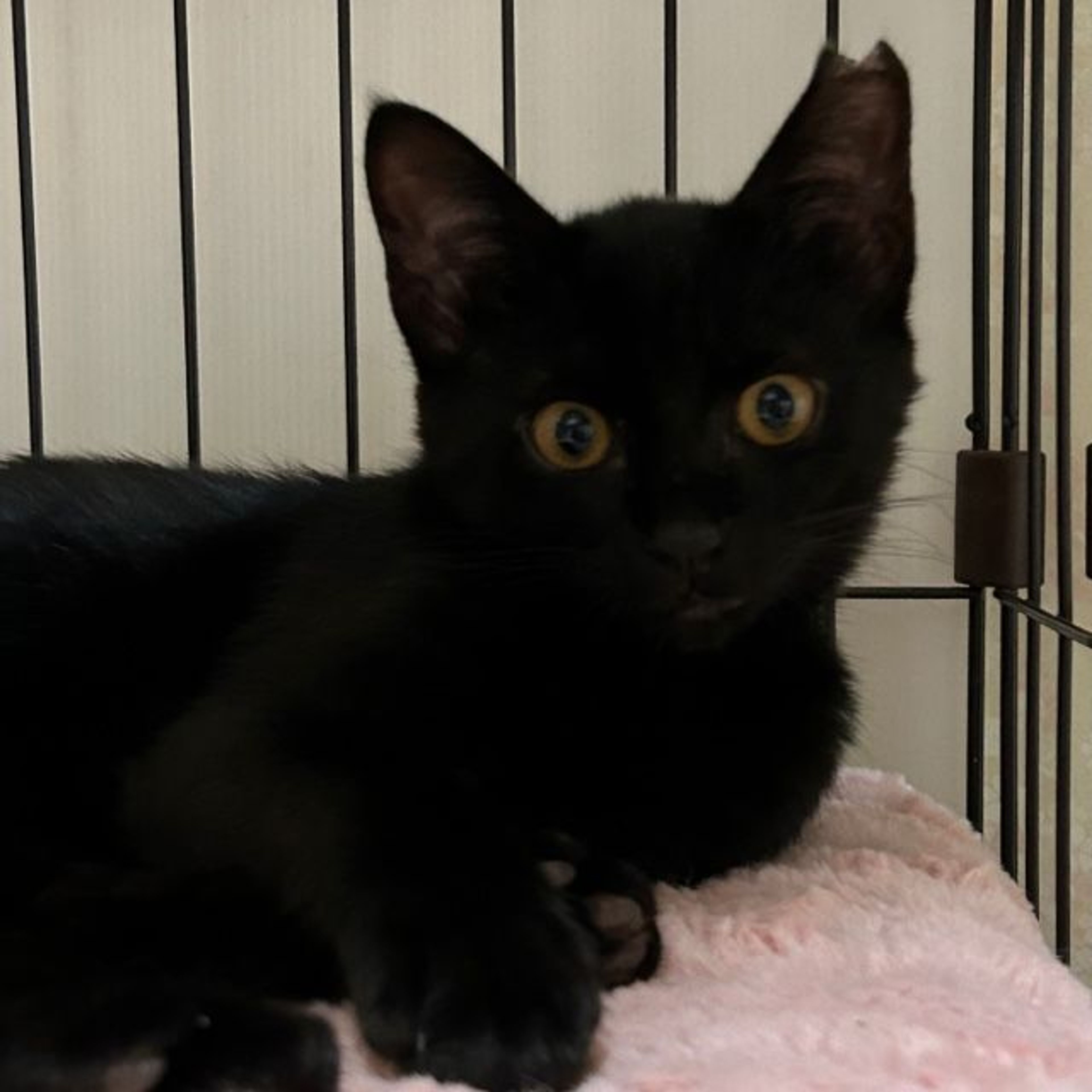 pet-image-4